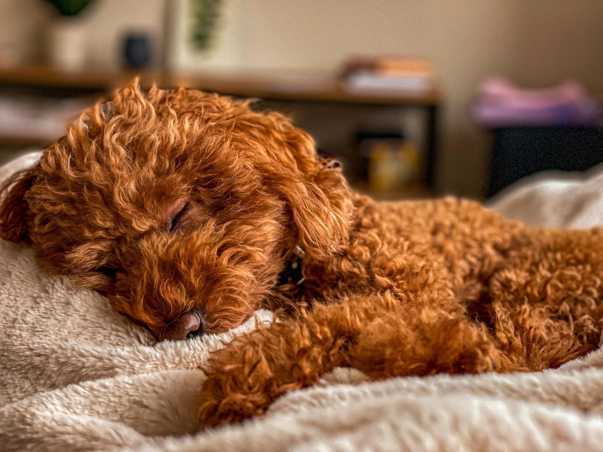 Standard Poodle Puppy available in Botad