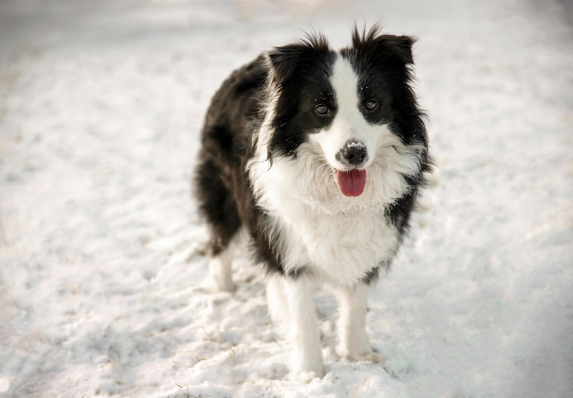 Border Collie Puppy available in Devbhumi Dwarka