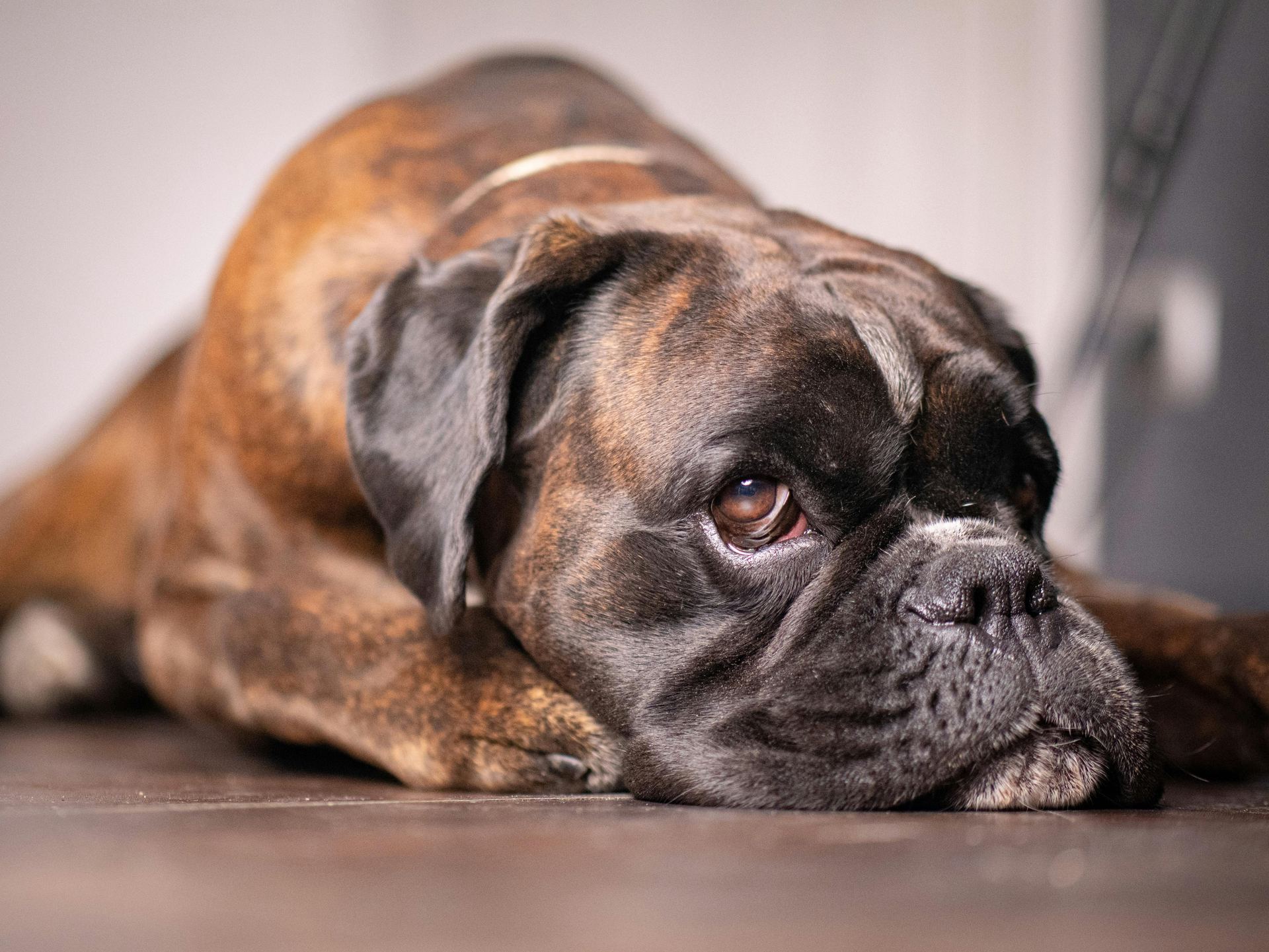 Boxer Puppy puppy in Tapi