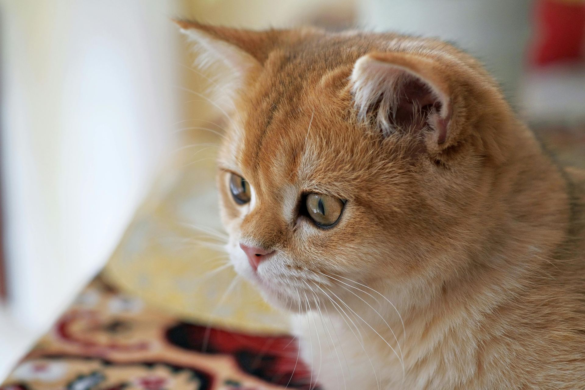 Exotic Short Hair Kittens for sale in Dhar