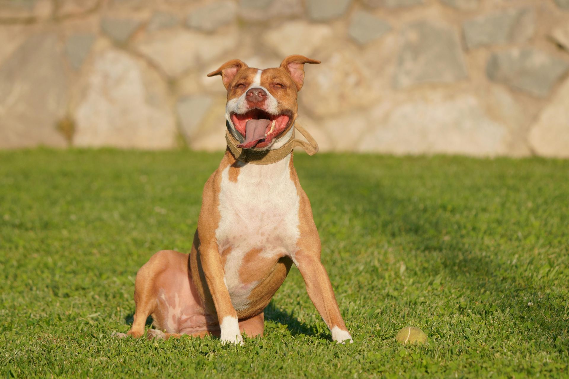 Pitbull Terrier Puppy for sale in Tapi
