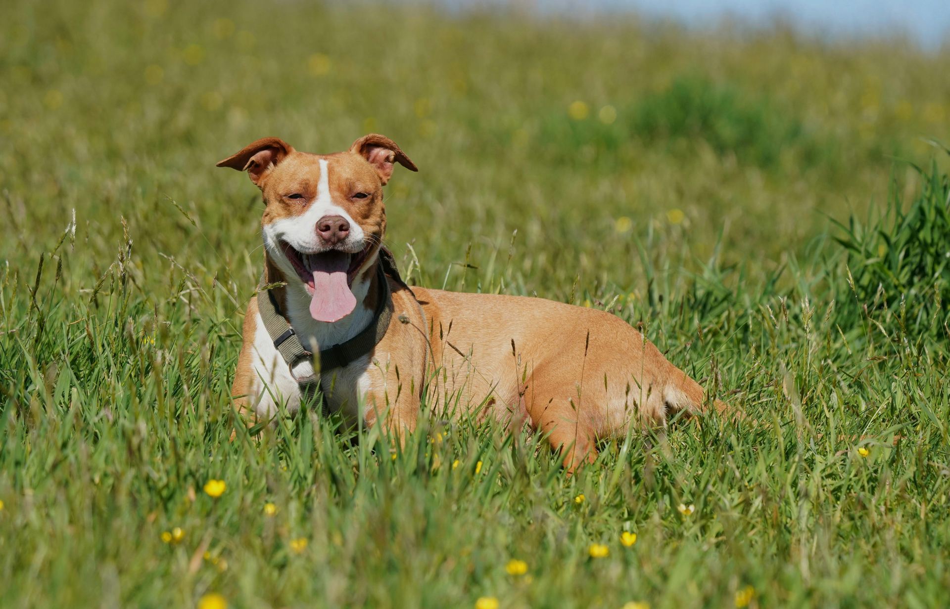 Pitbull Terrier Puppy puppy in Tapi