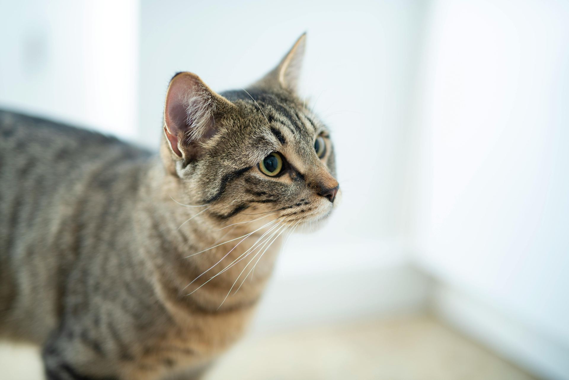 American Short Hair  Kitten for sale in Nanded