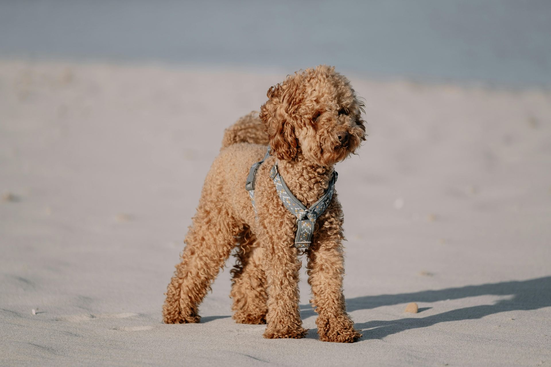 Toy Poodle Puppy for sale in Tapi