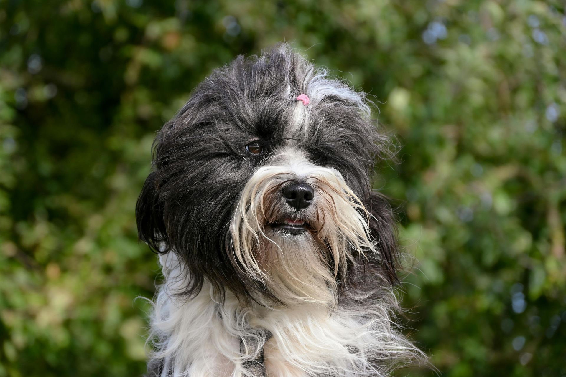 Lhasa Apso Puppies available in Tapi