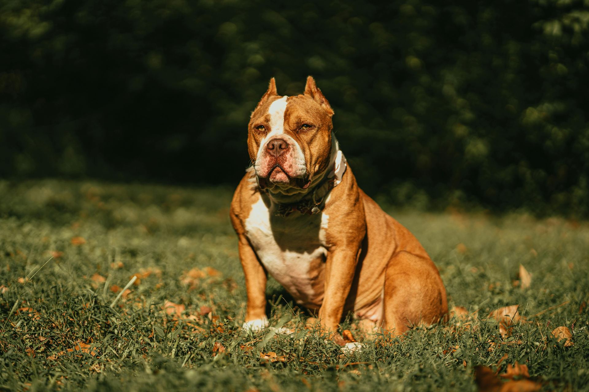 American Bully Pocket Size Puppy available in Dangs