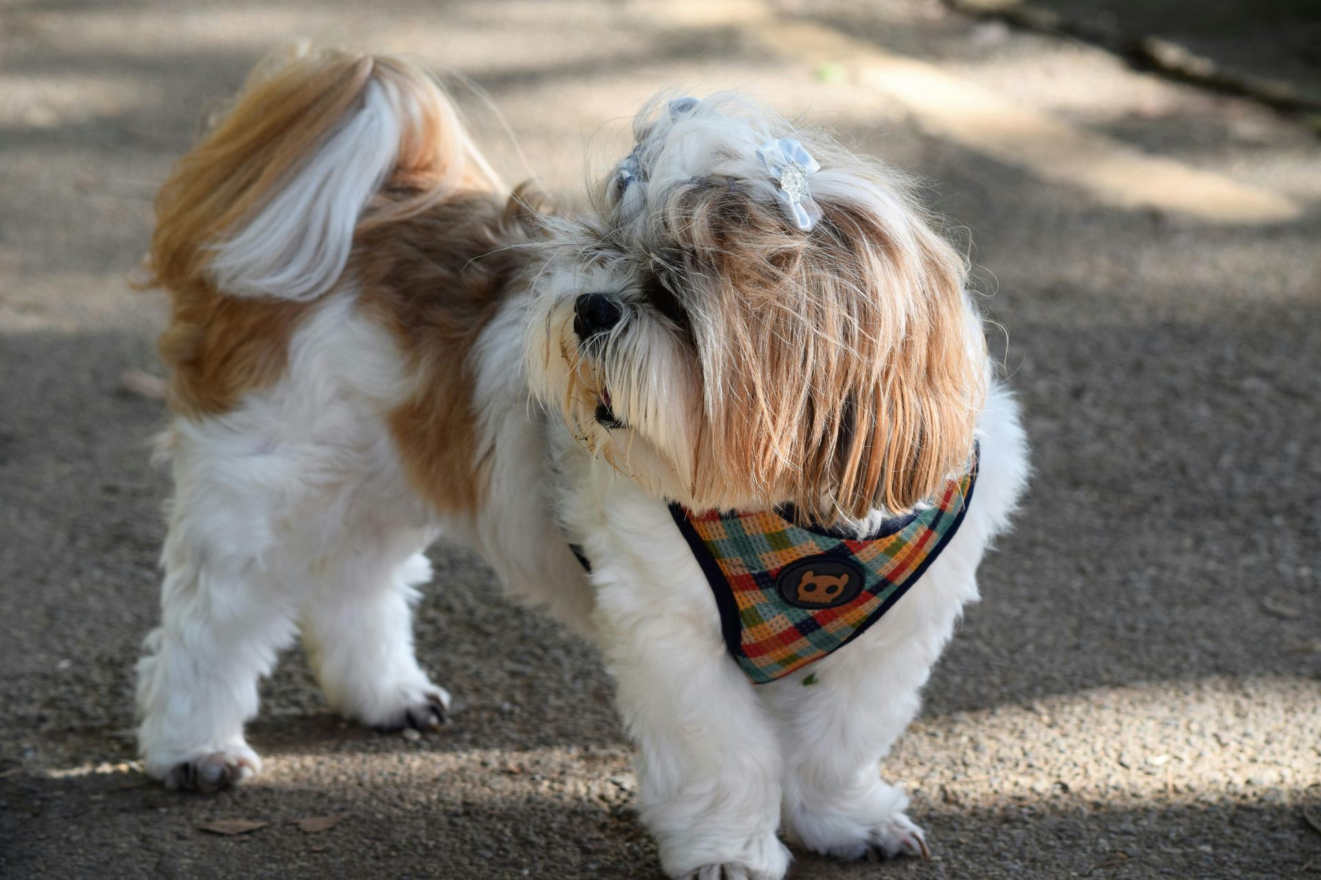 Lhasa Apso Puppies for sale in Tapi