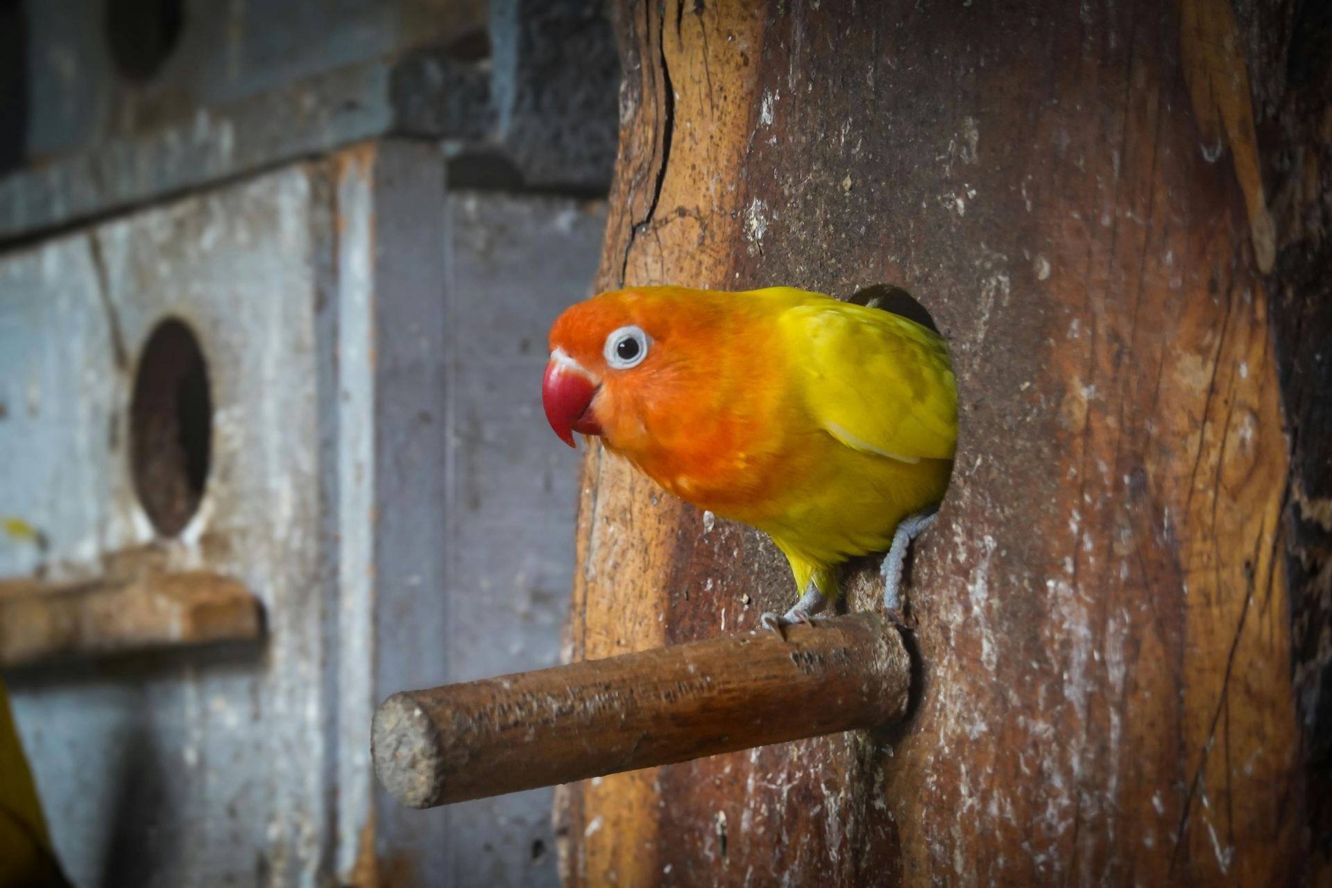 African Love Birds | Yellow & Orange bird in Tapi