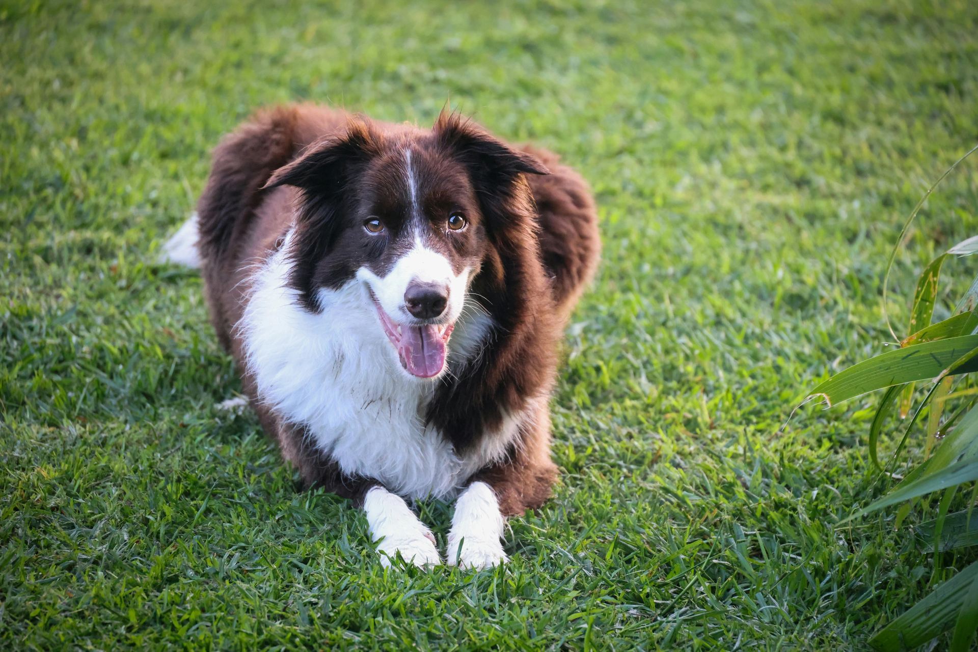 Border Collie Puppy for sale in Devbhumi Dwarka