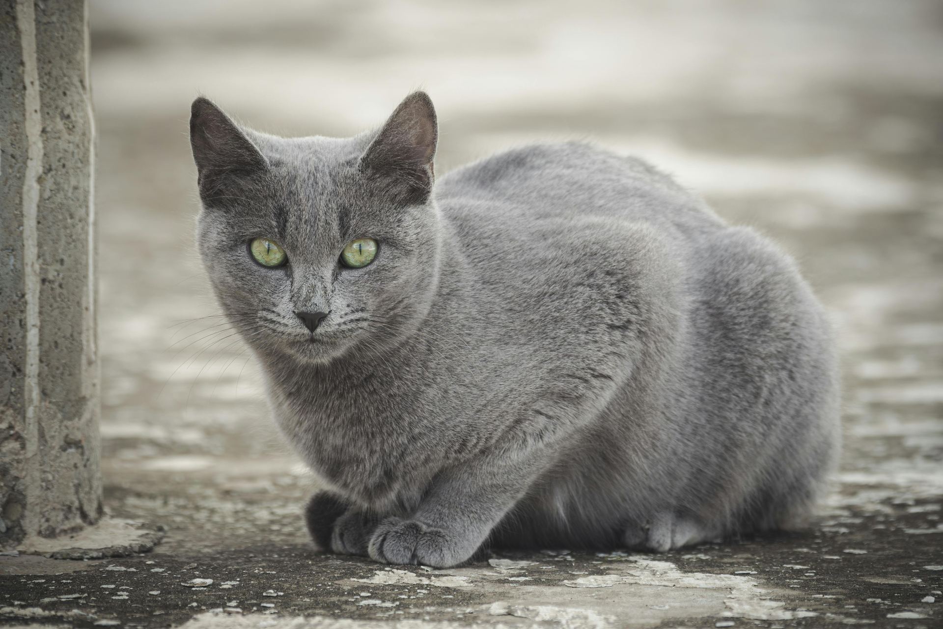 Russian Blue Kitten cat in Tapi