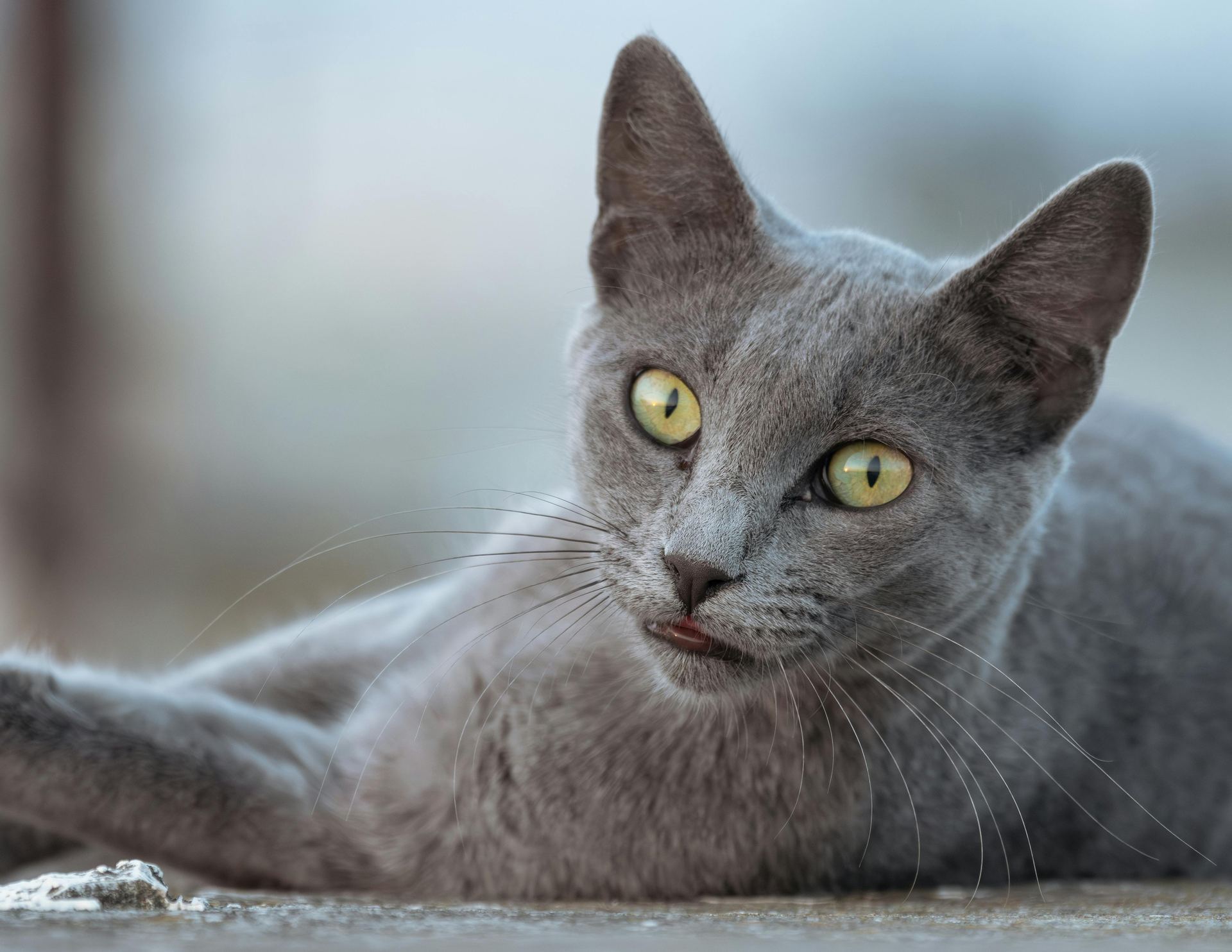 Russian Blue Kitten kitten available in Tapi