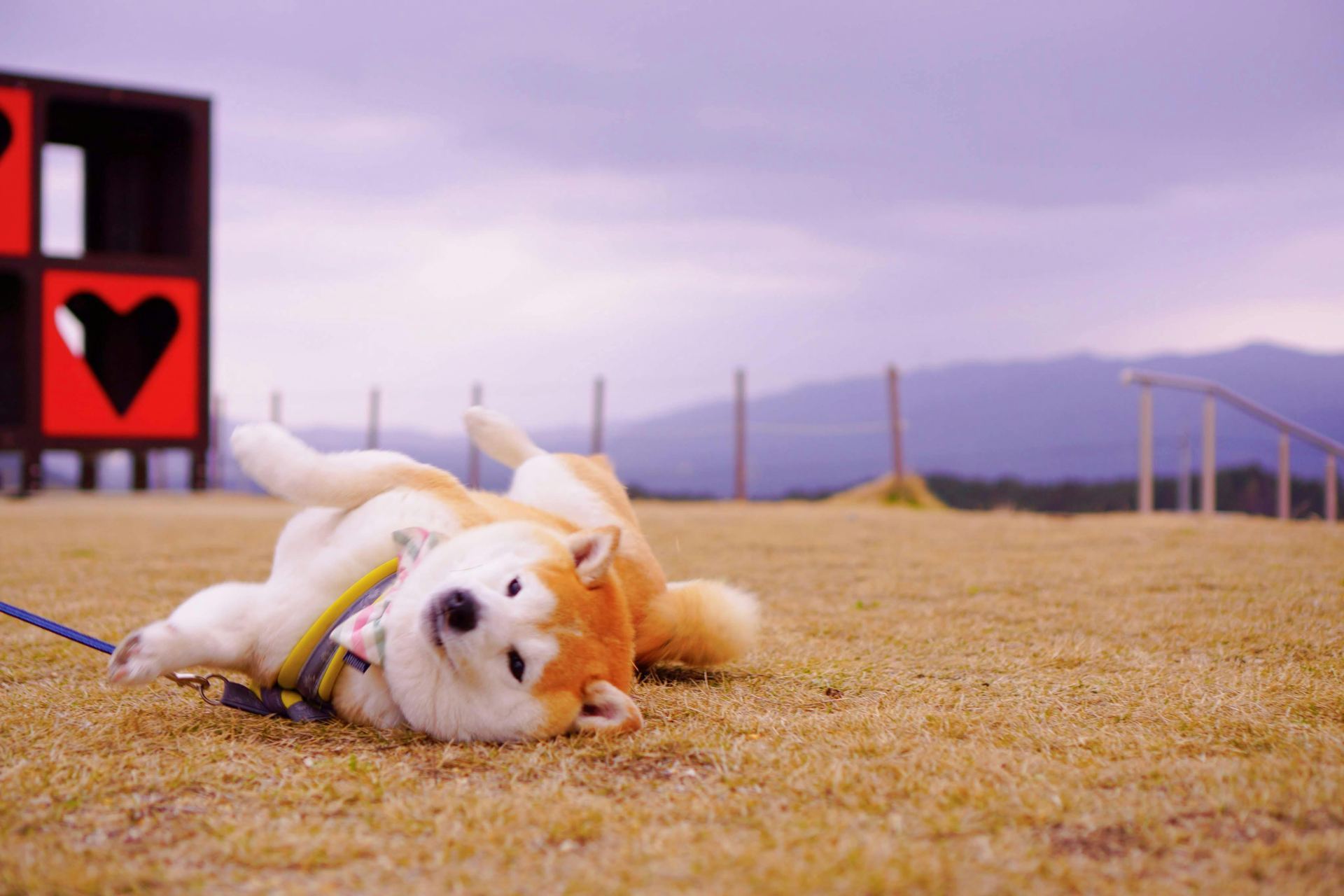 Akita Inu Puppy dog in Junagadh