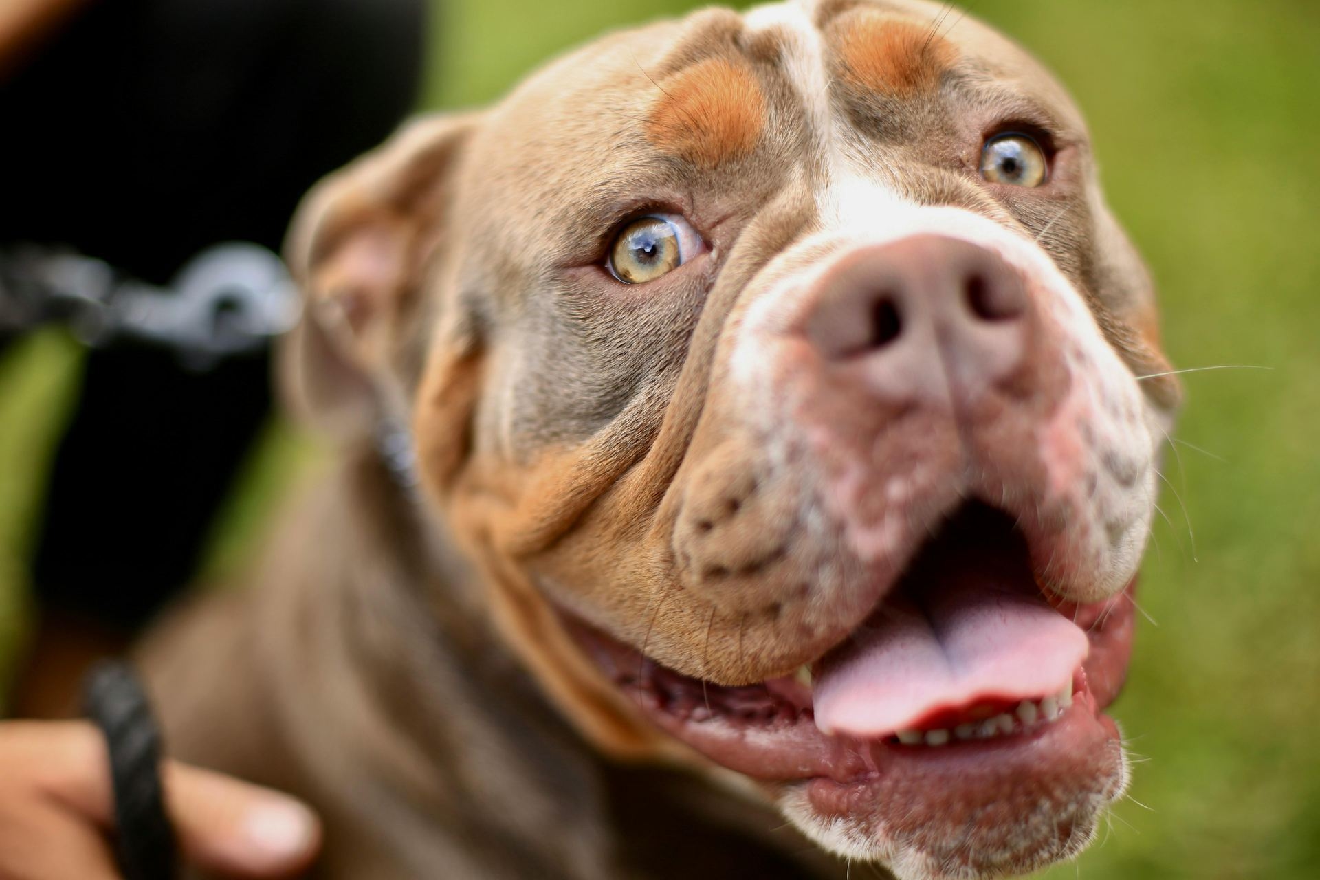American Bull Dog | Pocket Size for sale in Junagadh