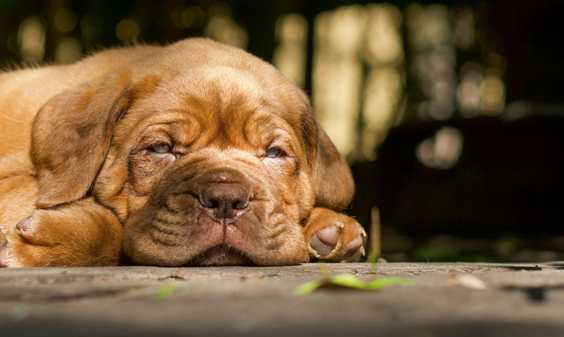 French Mastiff Puppy for sale in Dangs