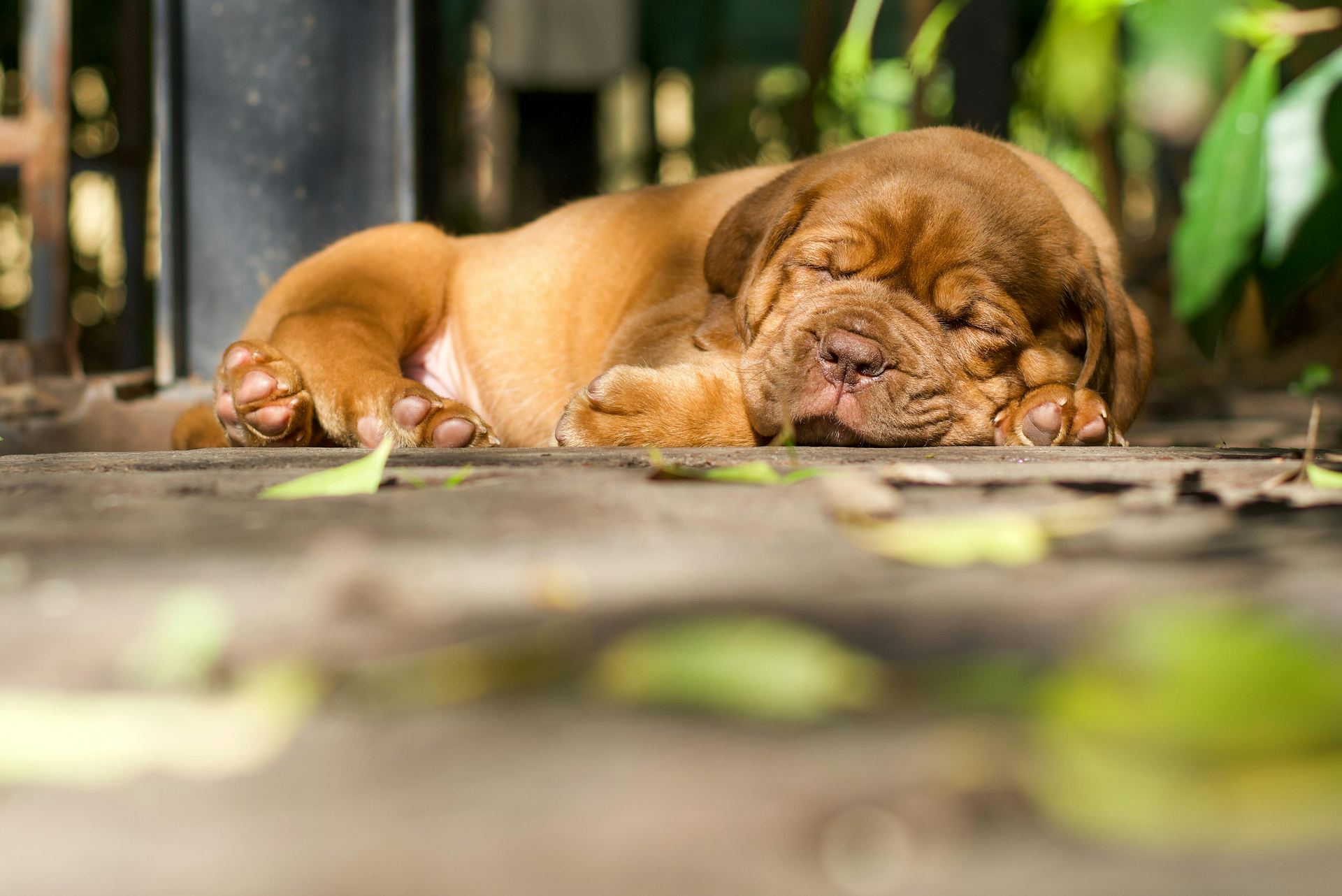 French Mastiff Puppy available in Dangs