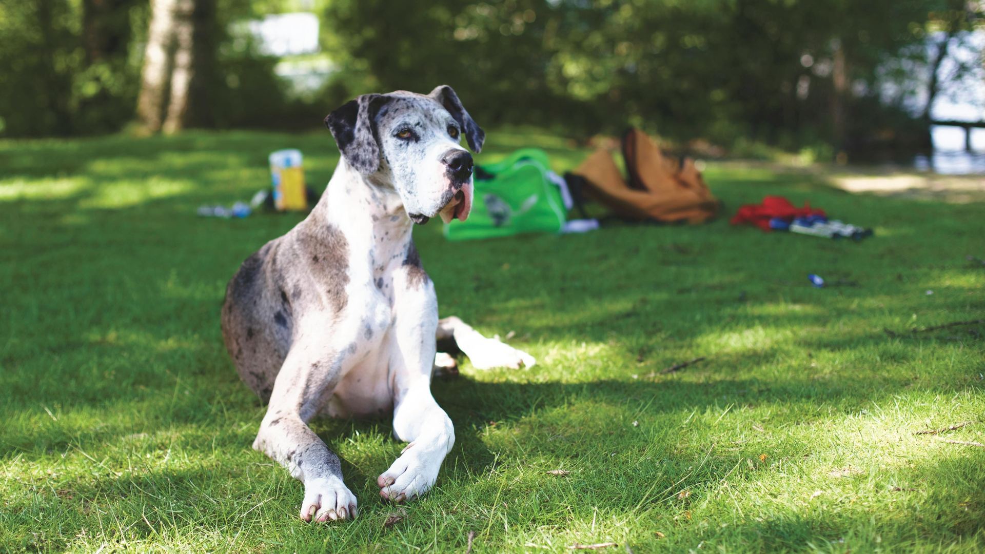 Great Dane Puppy puppy in Tapi