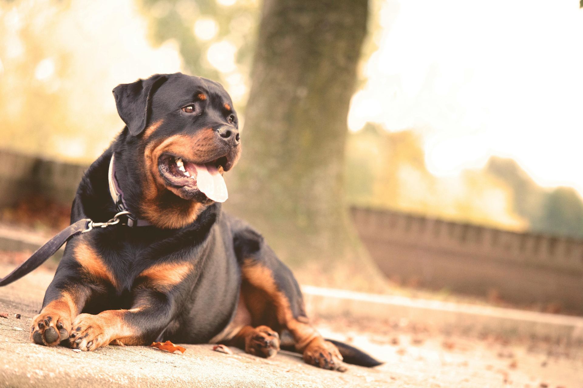 Rottweiler Puppy available in Dangs