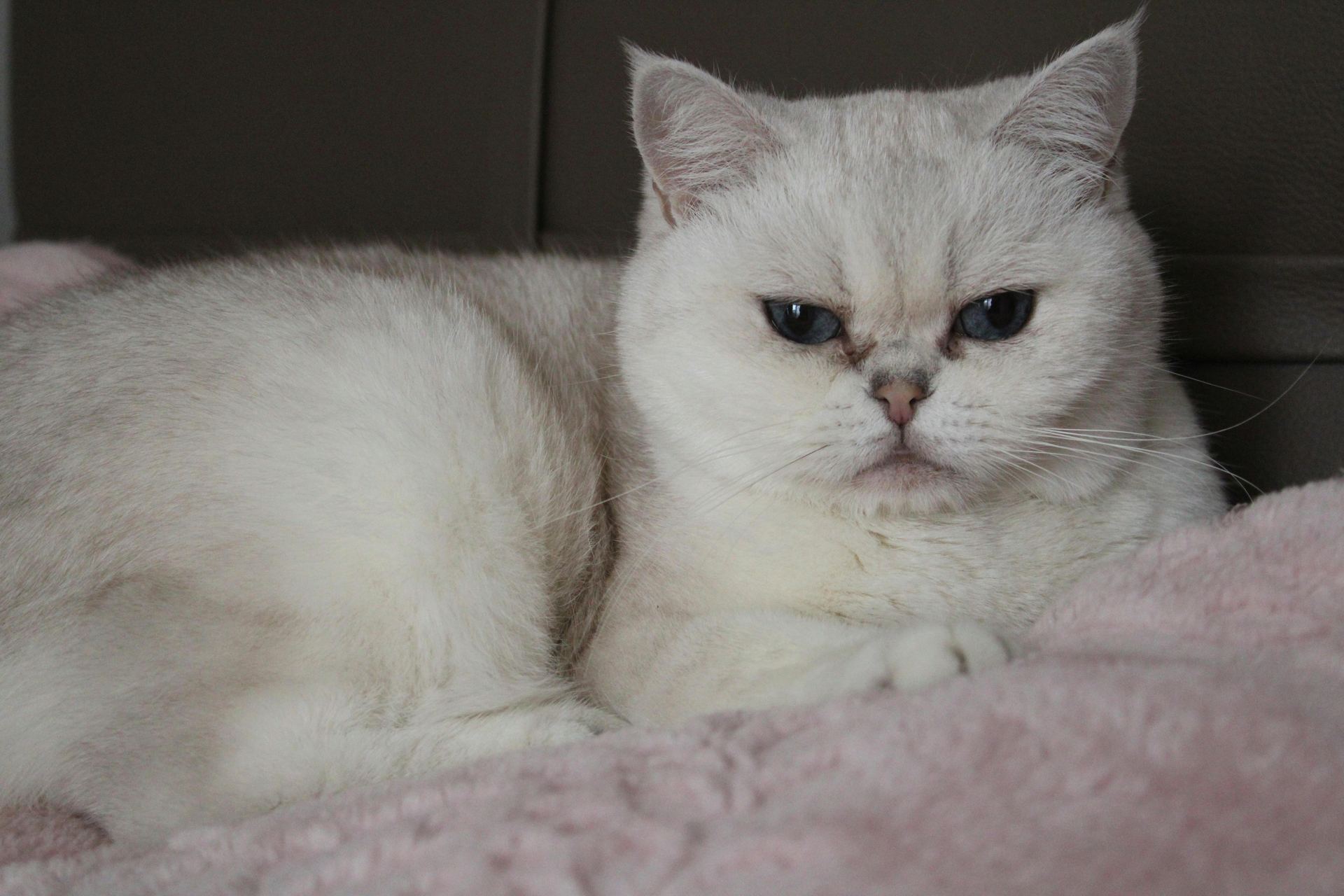 Buy Exotic Short Hair Kittens in Dhar