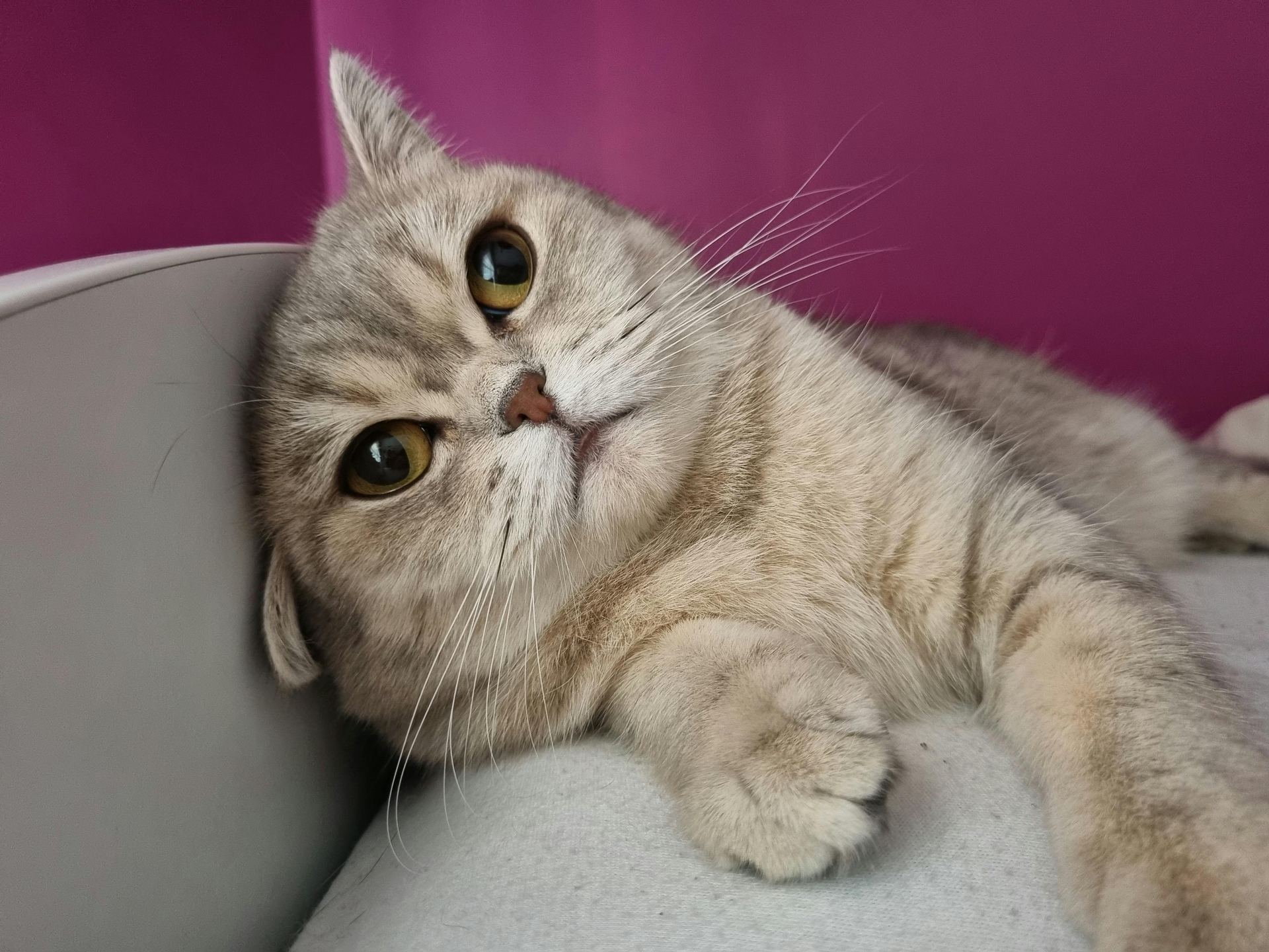 Scottish Fold | Chincila Variations cat in Tapi