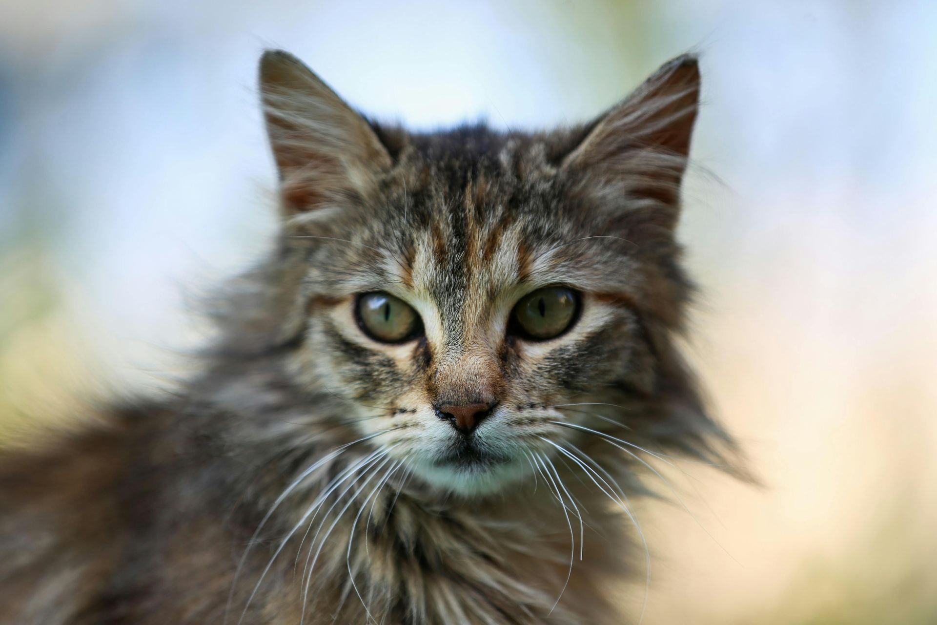 Buy Siberian Kitten in Tapi
