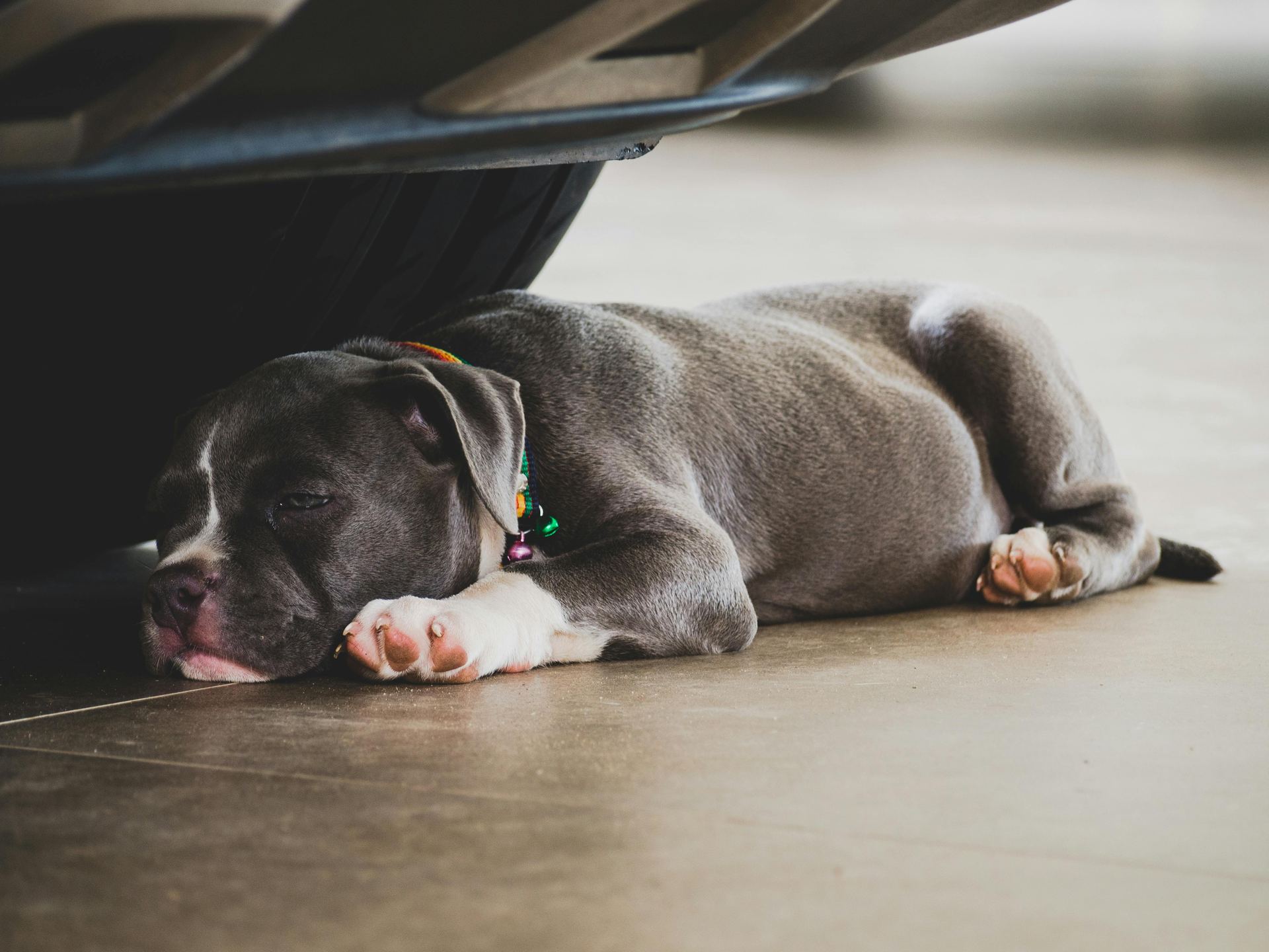 American Bully Pocket Size Puppy for sale in Dangs