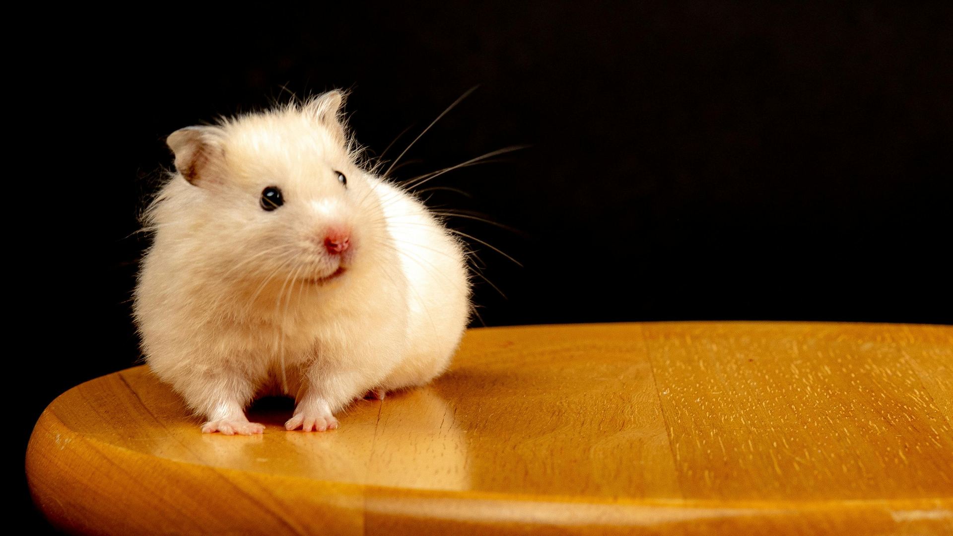 Hamsters small pet in Bastar