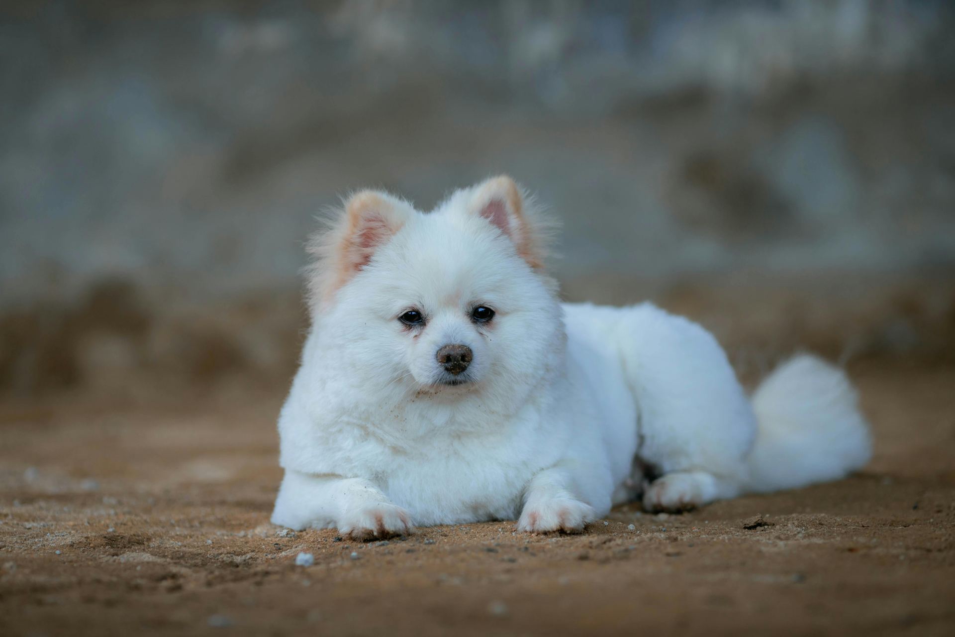 Culture Pom Puppy | White Color for sale in Tapi