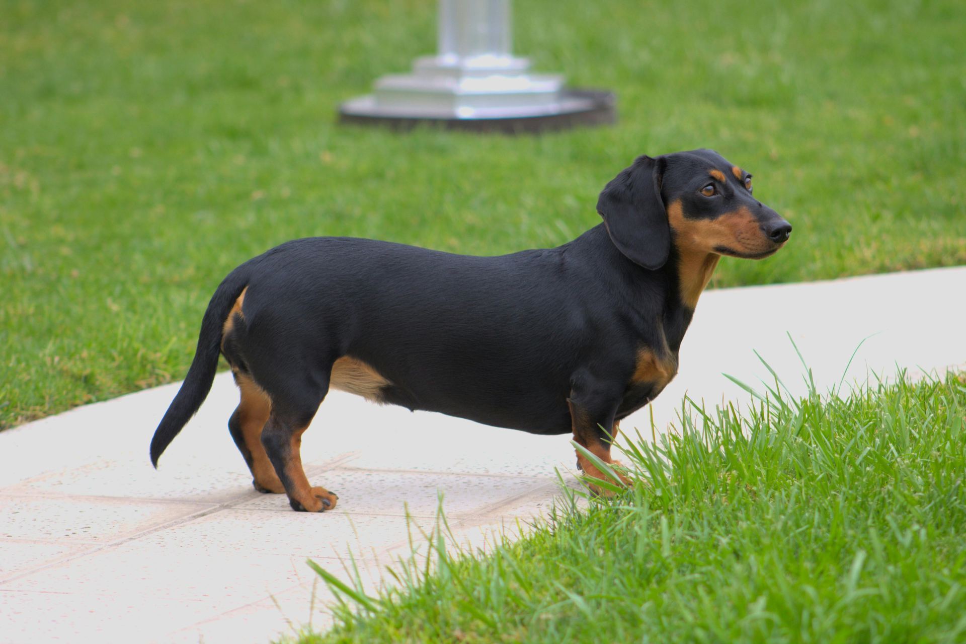 Dachshund Puppy available in Tapi