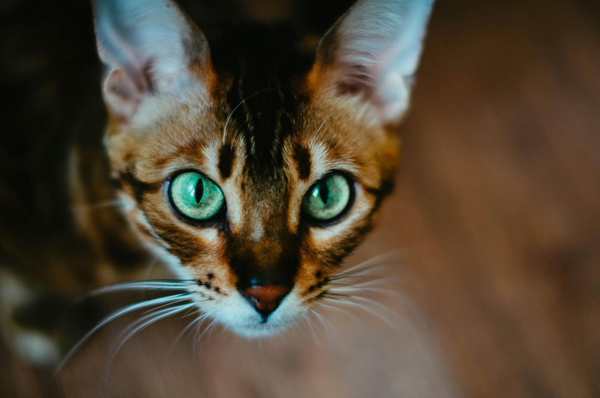 Buy Bengal Kittens in Tapi