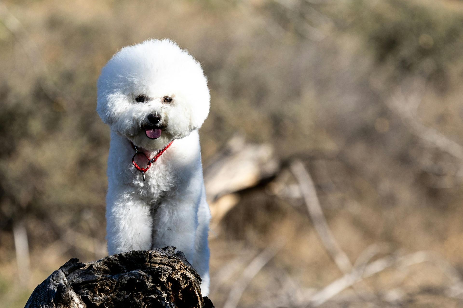 Bichon Frise Puppy puppy in Junagadh