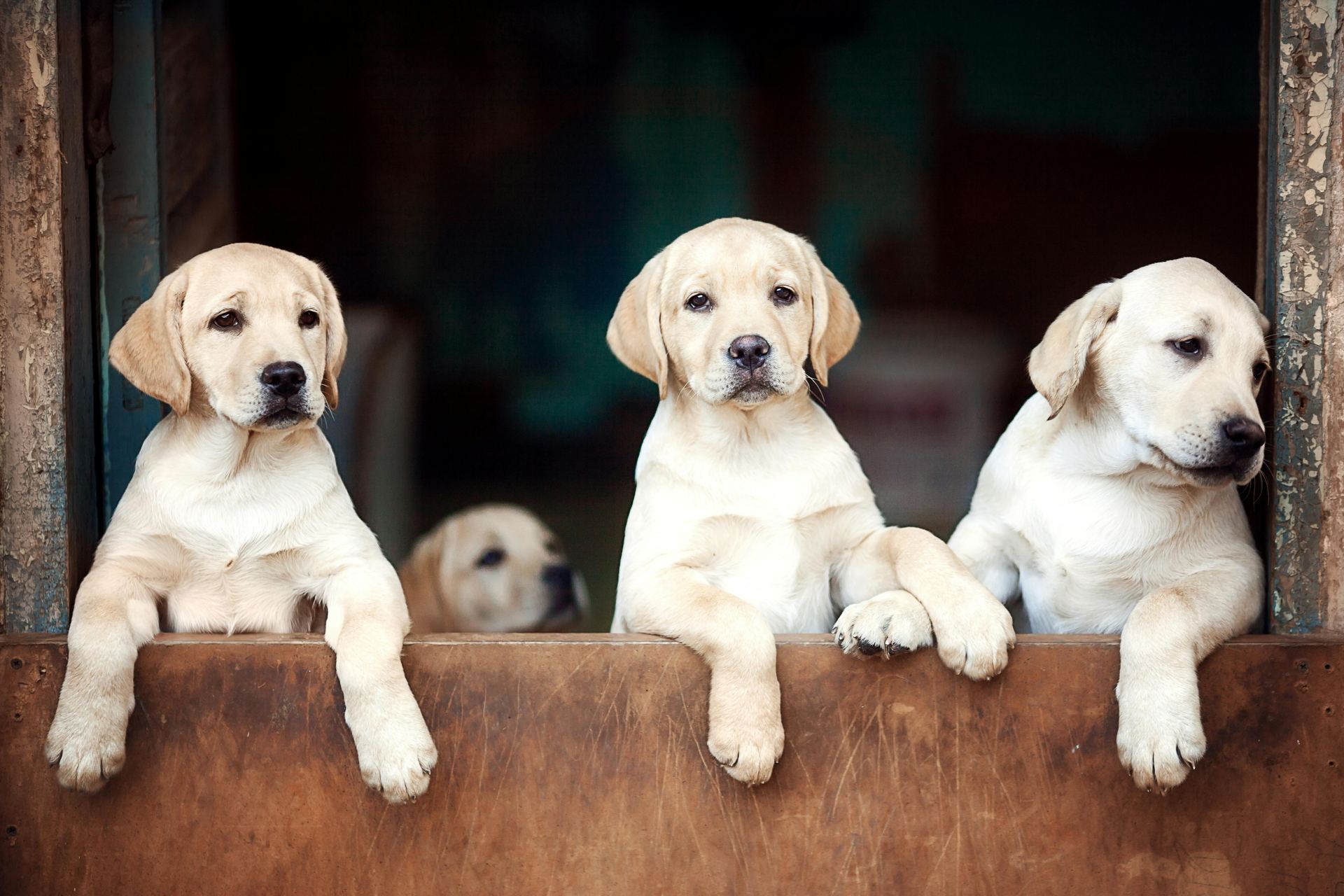 Labrador Retriever Puppy | White Color available in Dangs