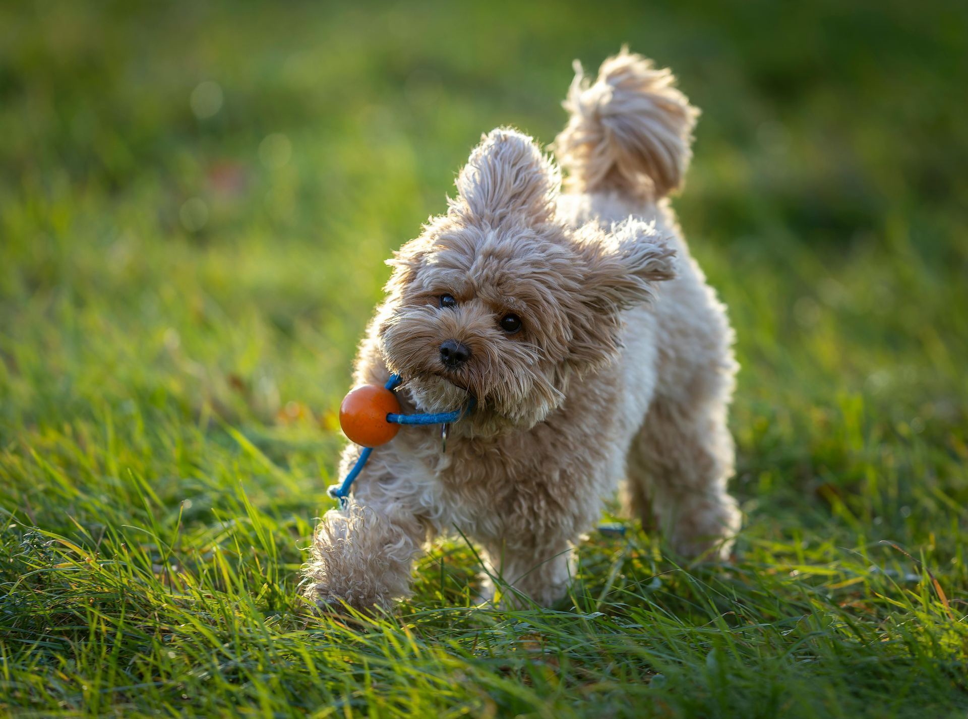 Maltipoo Puppy for sale in Dangs