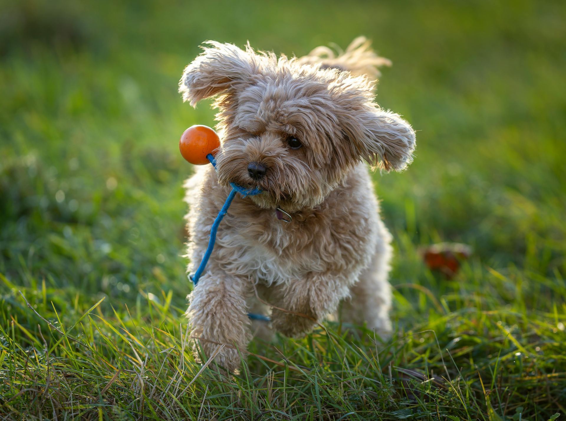 Maltipoo Puppy puppy in Dangs