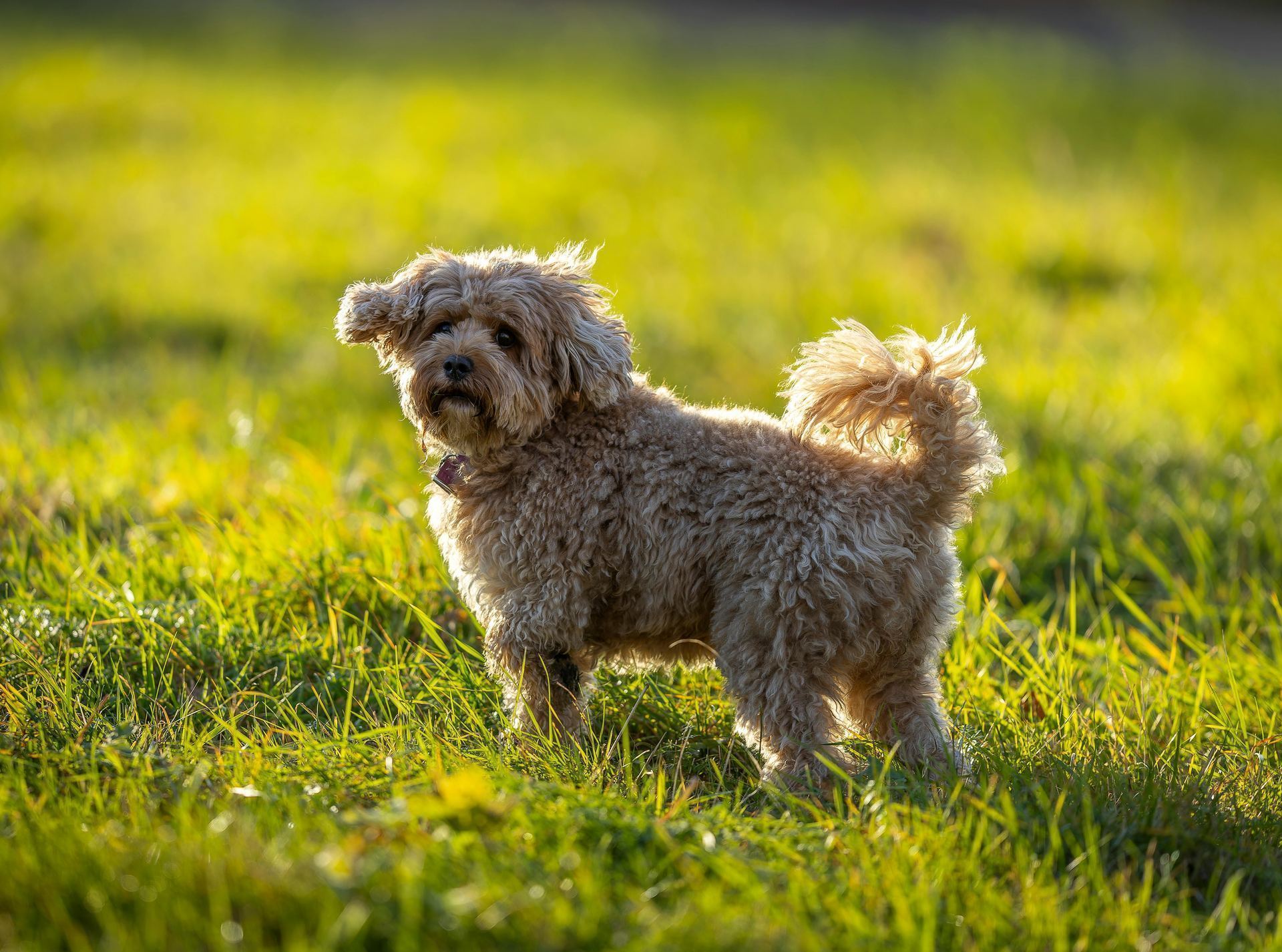 Maltipoo Puppy available in Dangs