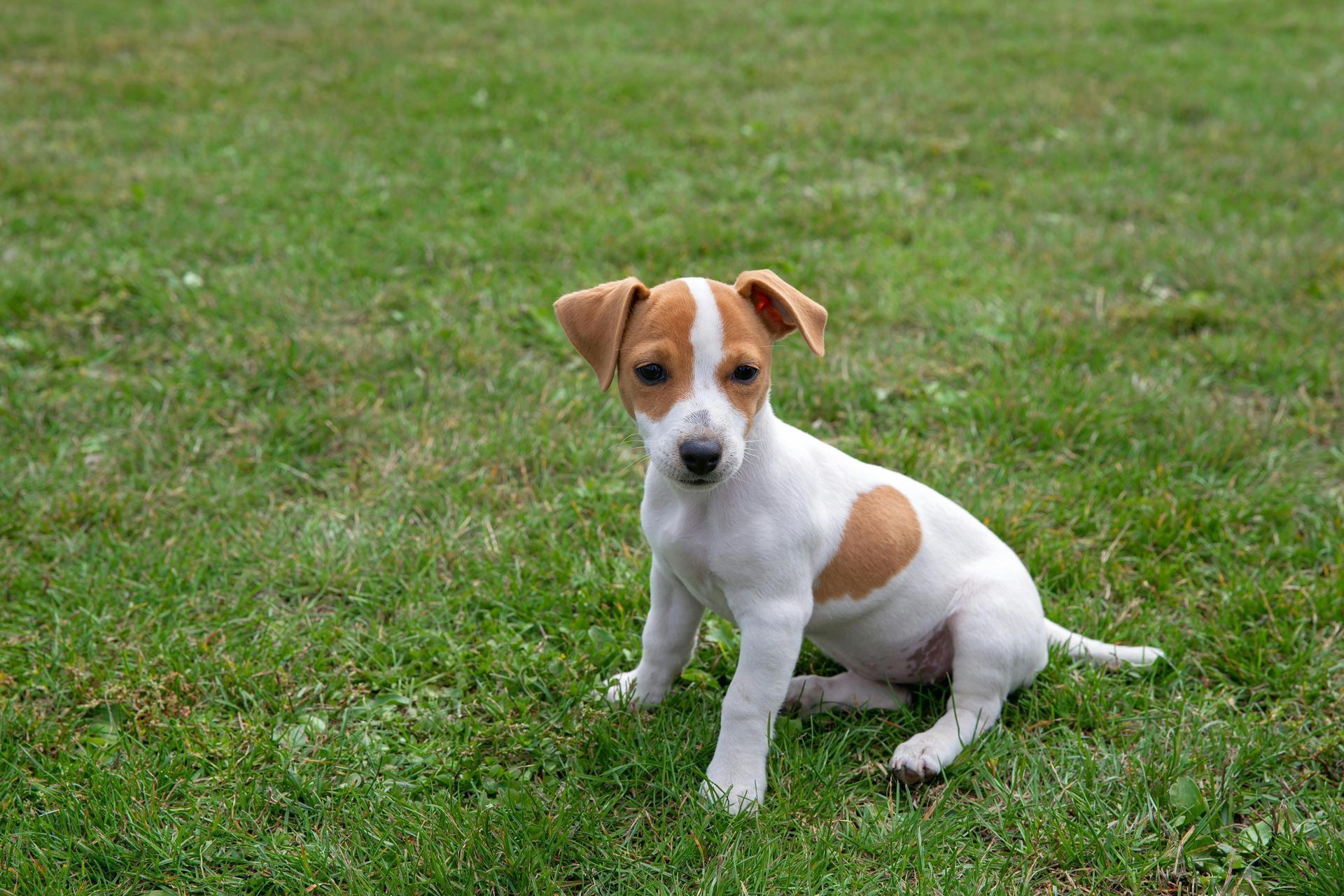Jack Russell Terrier Puppy dog in Tapi
