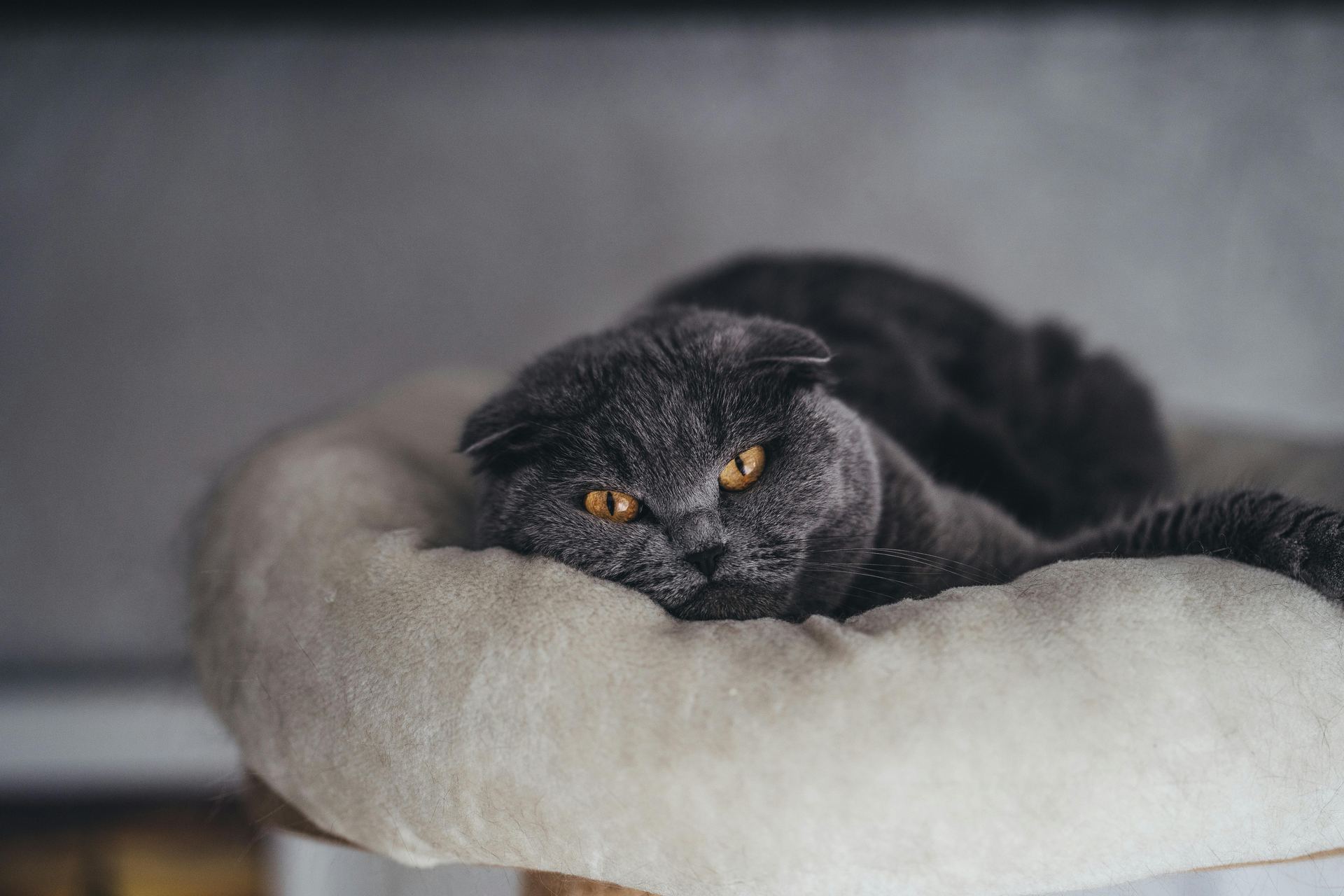 Buy Scottish Fold Kitten | Standard Grey in Nanded