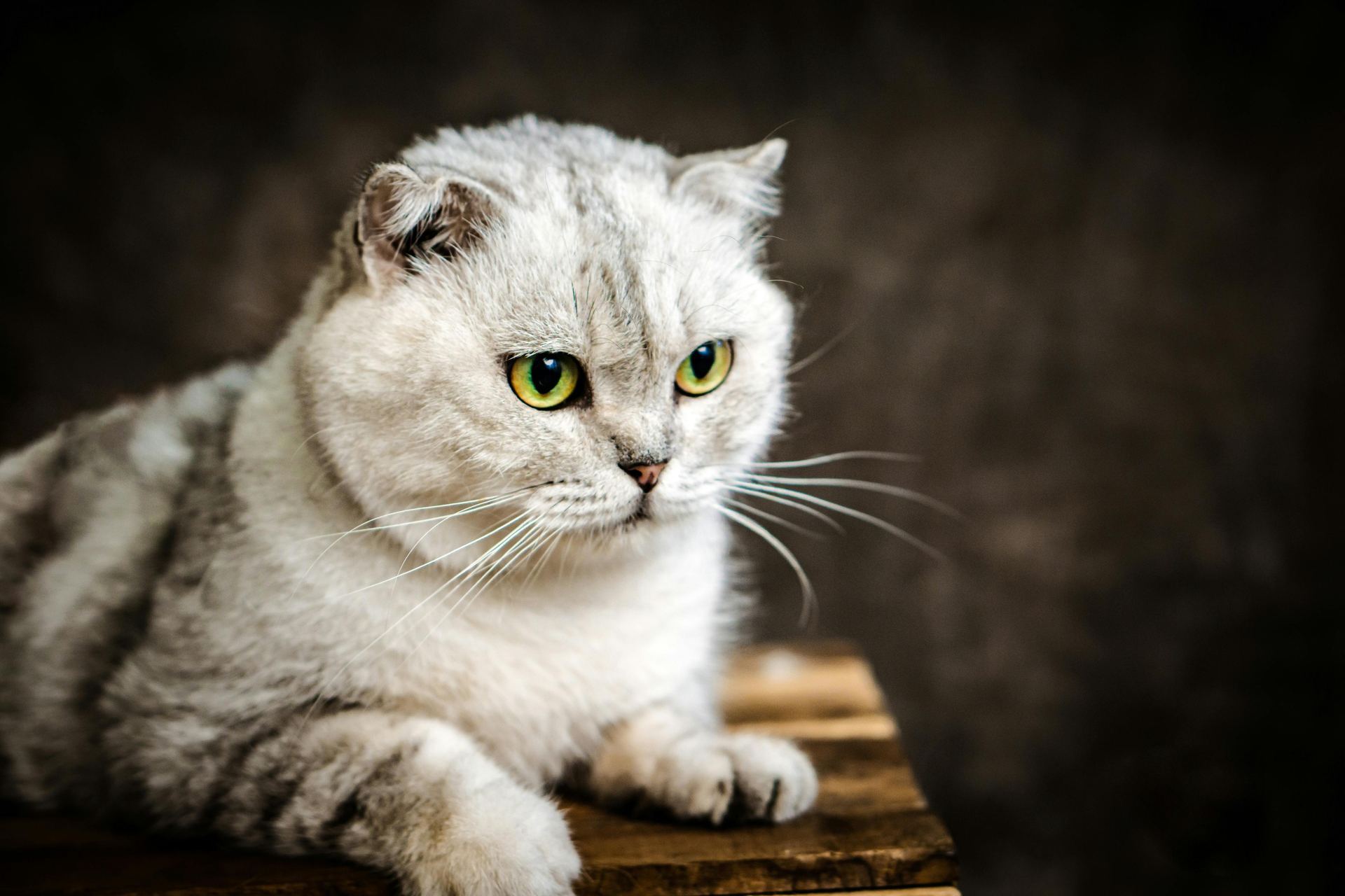 Buy Scottish Fold | Chincila Variations in Tapi