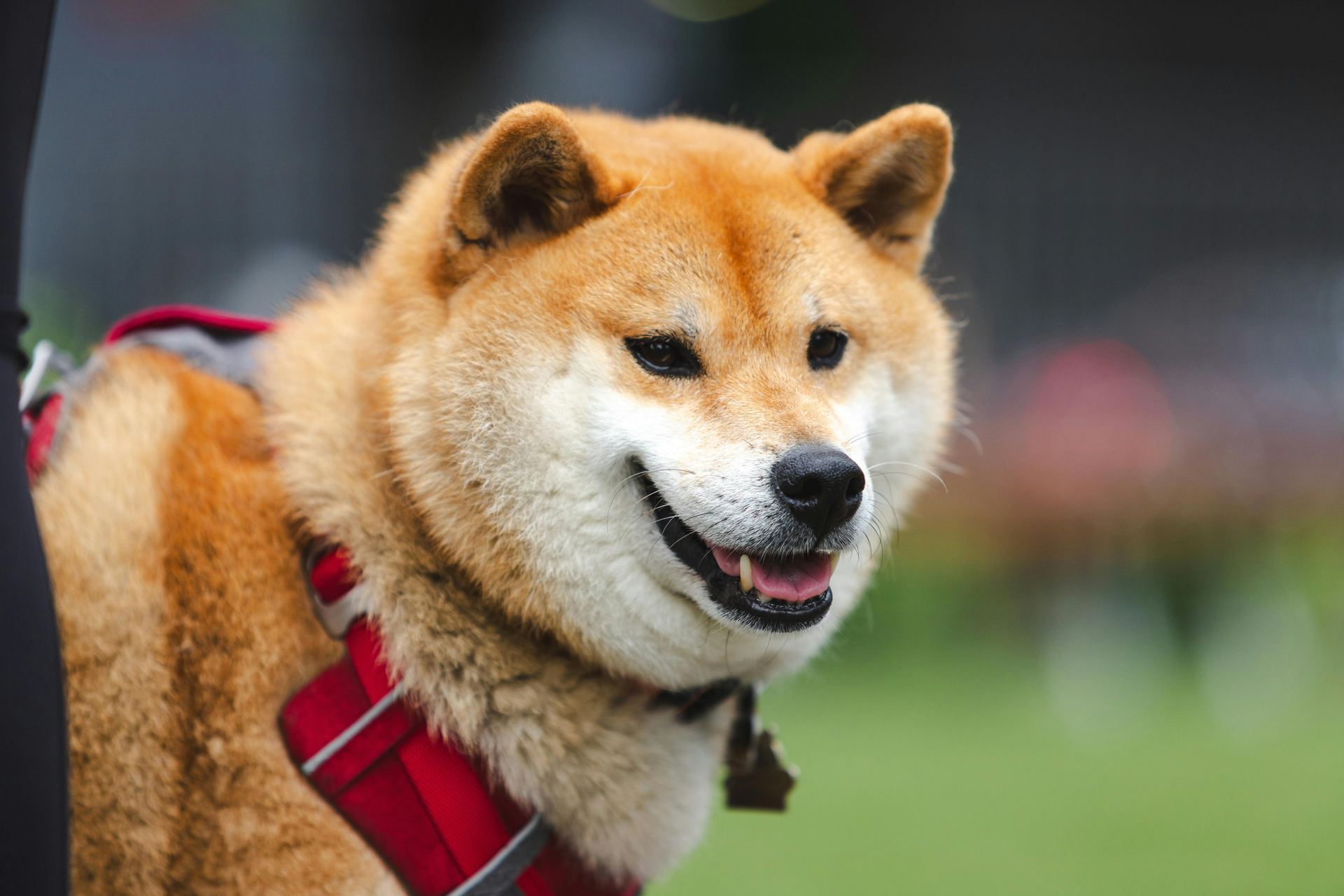 Akita Inu Puppy for sale in Junagadh