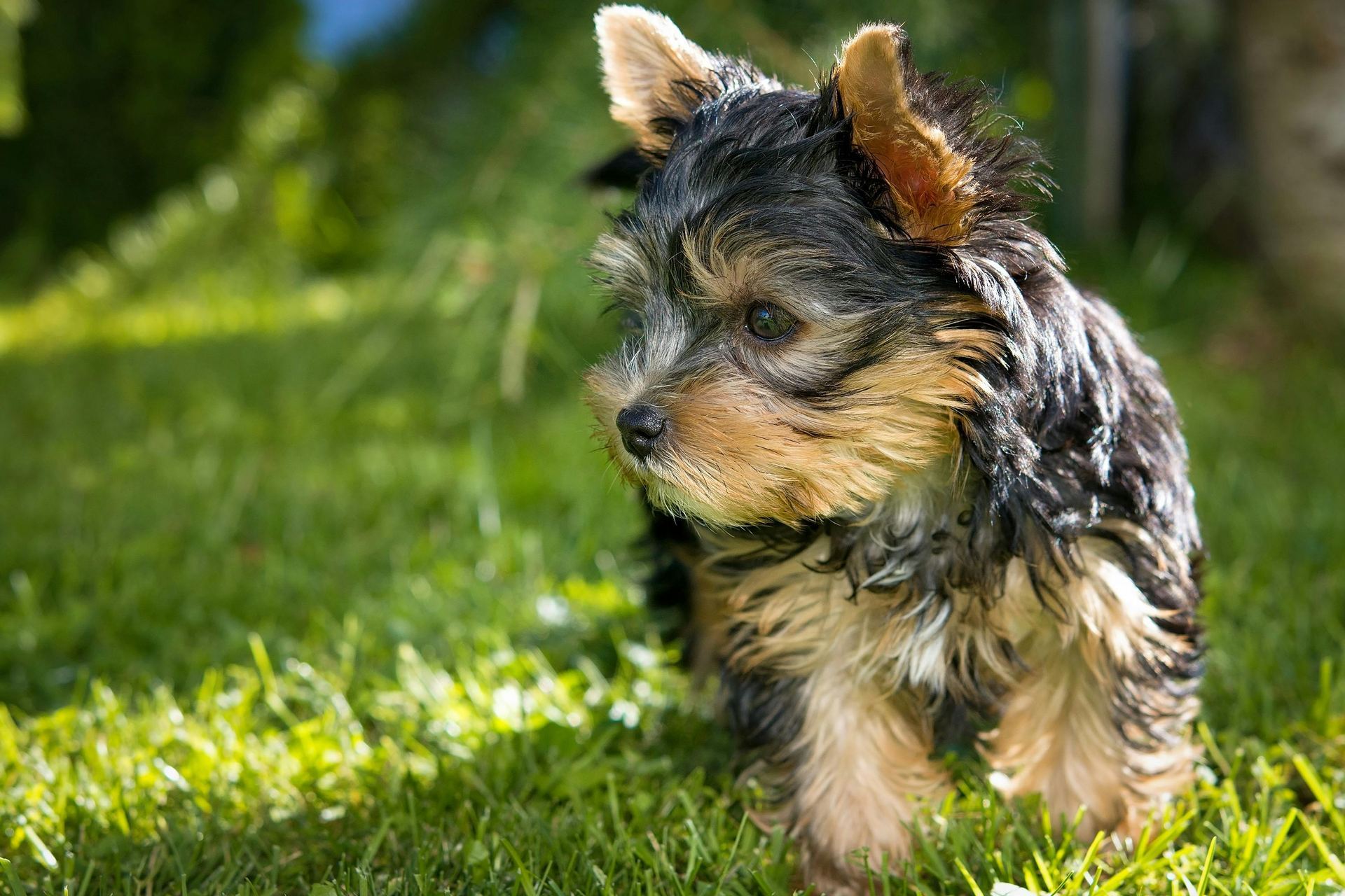 Yorkshire Terrier Puppy for sale in Botad