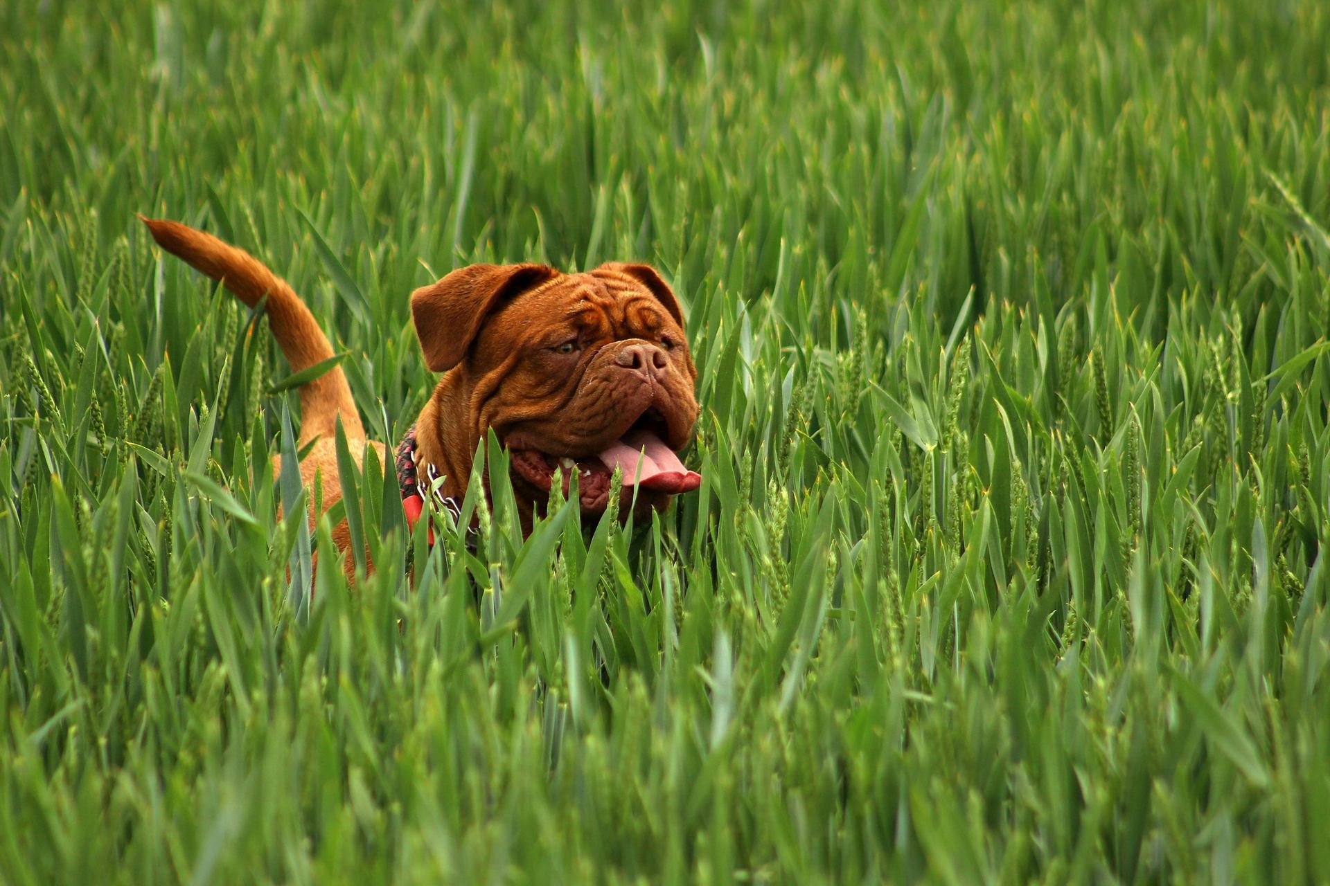 French Mastiff Puppy puppy in Dangs
