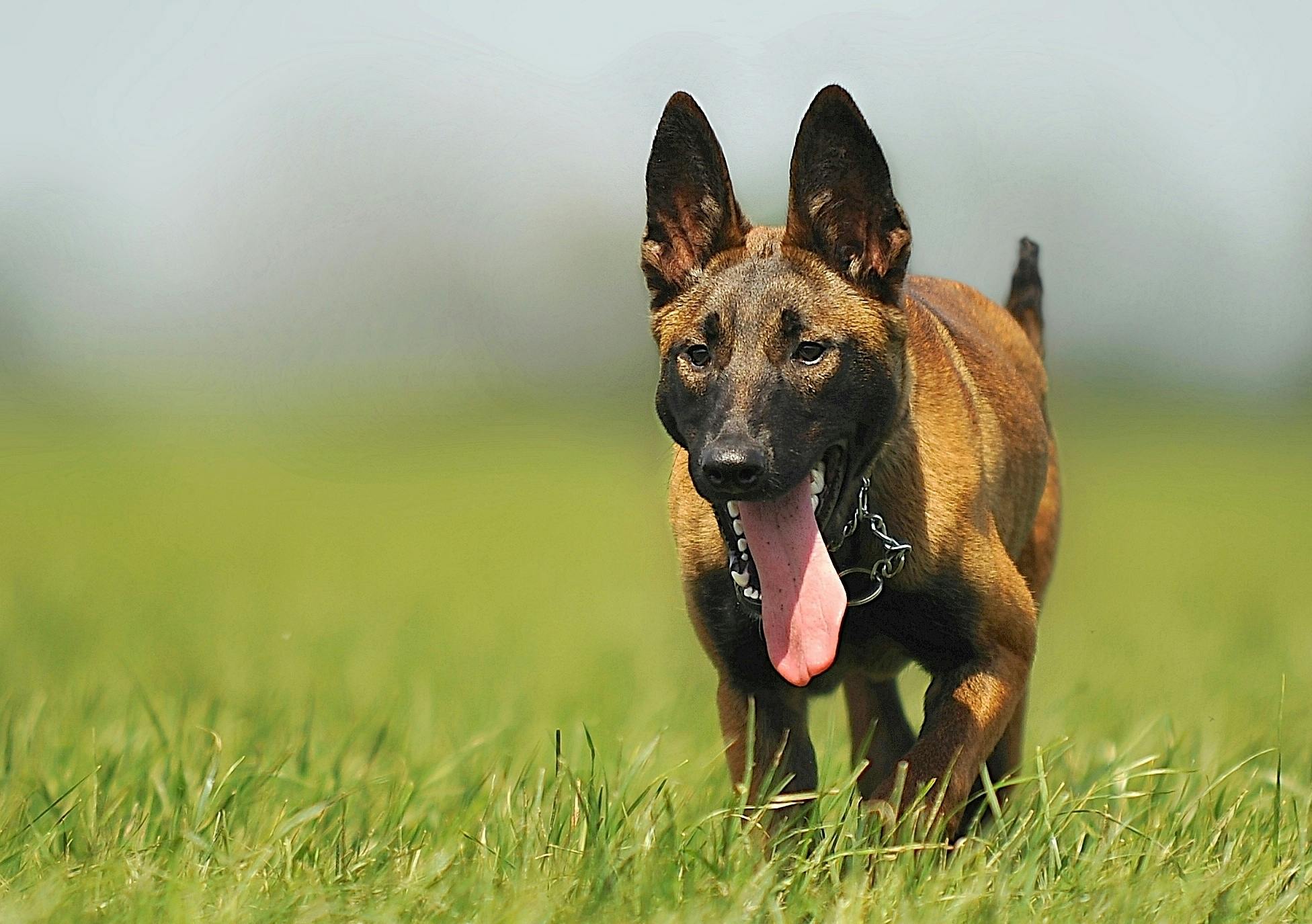 Belgian Malinois Puppy puppy in Tapi