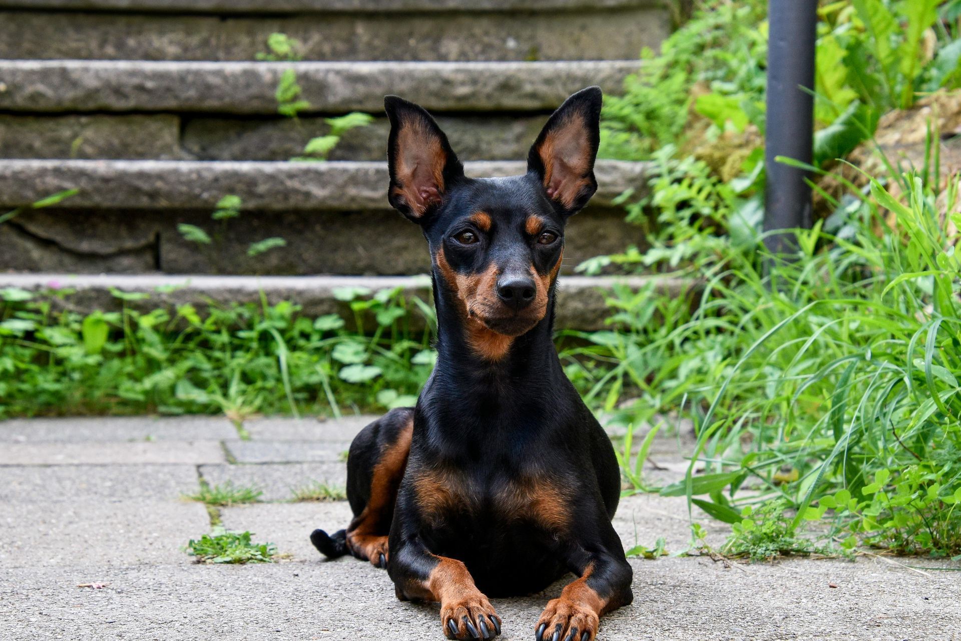 Miniature Pinscher Puppy for sale in Tapi