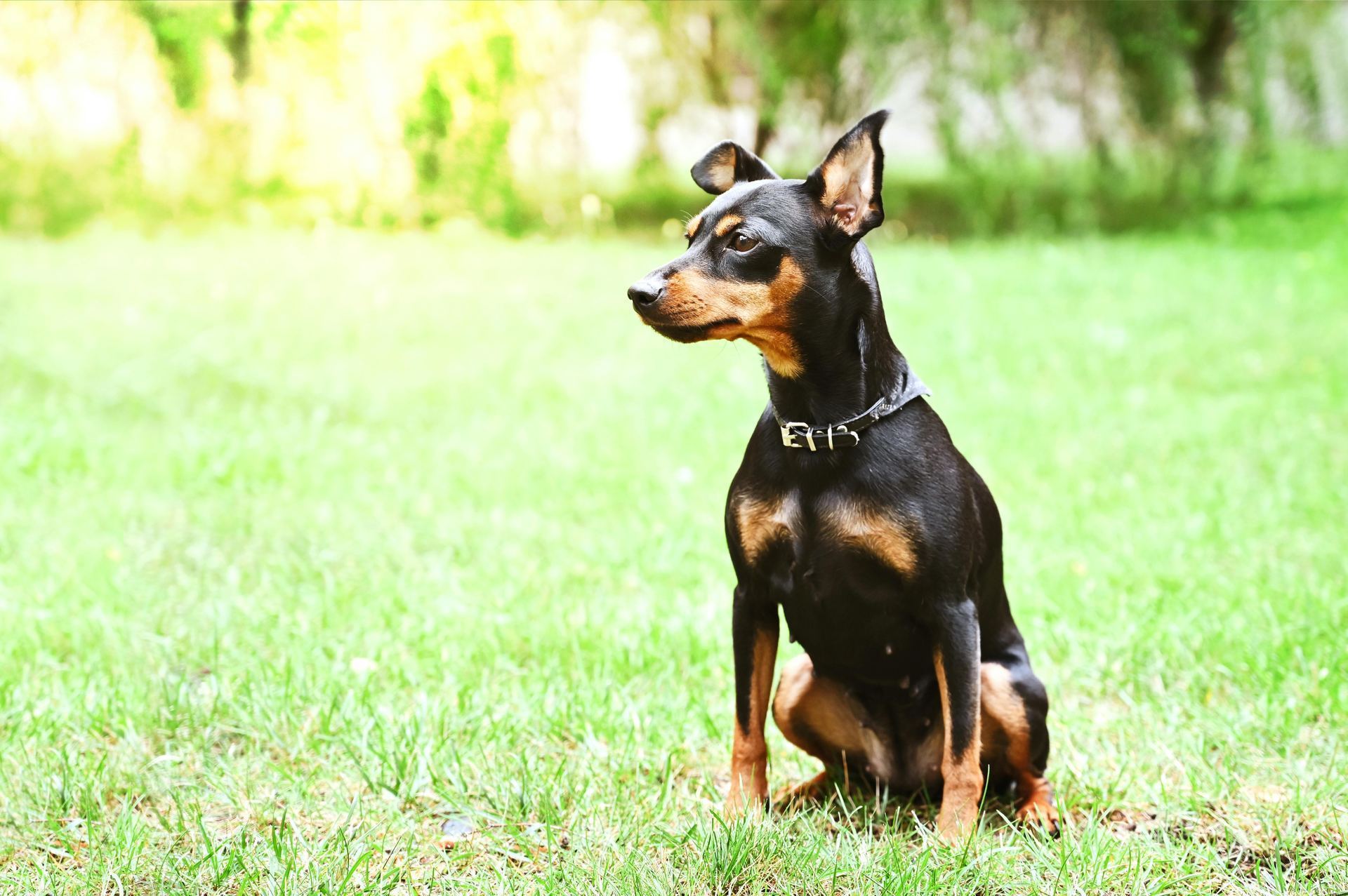 Miniature Pinscher Puppy puppy in Tapi