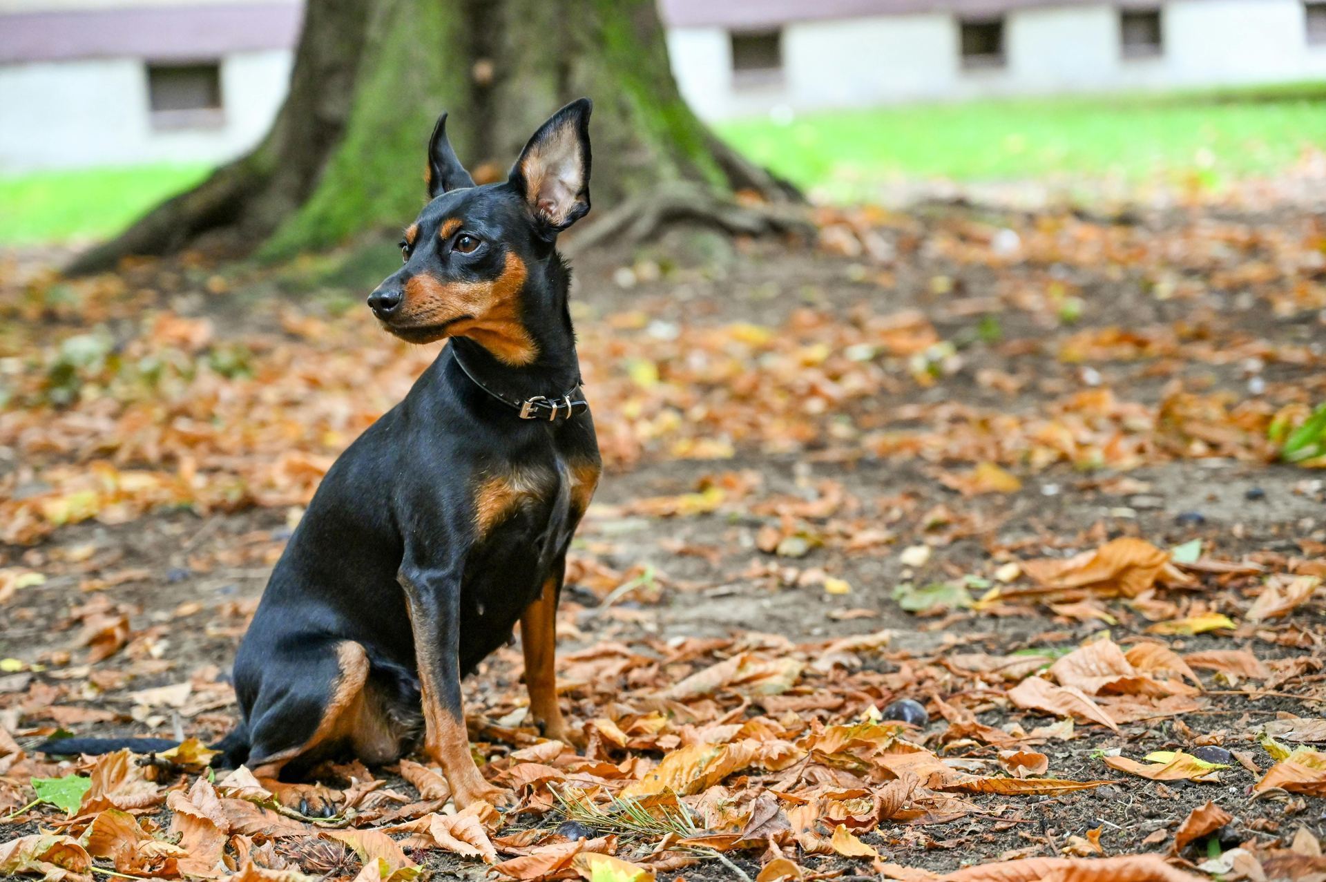 Miniature Pinscher Puppy available in Tapi