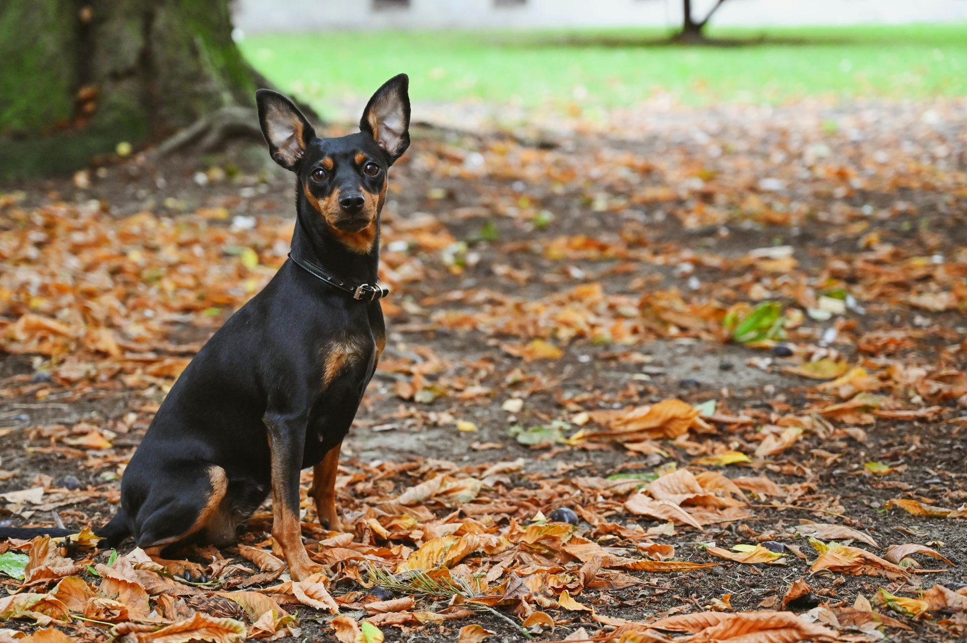 Miniature Pinscher Puppy dog in Tapi