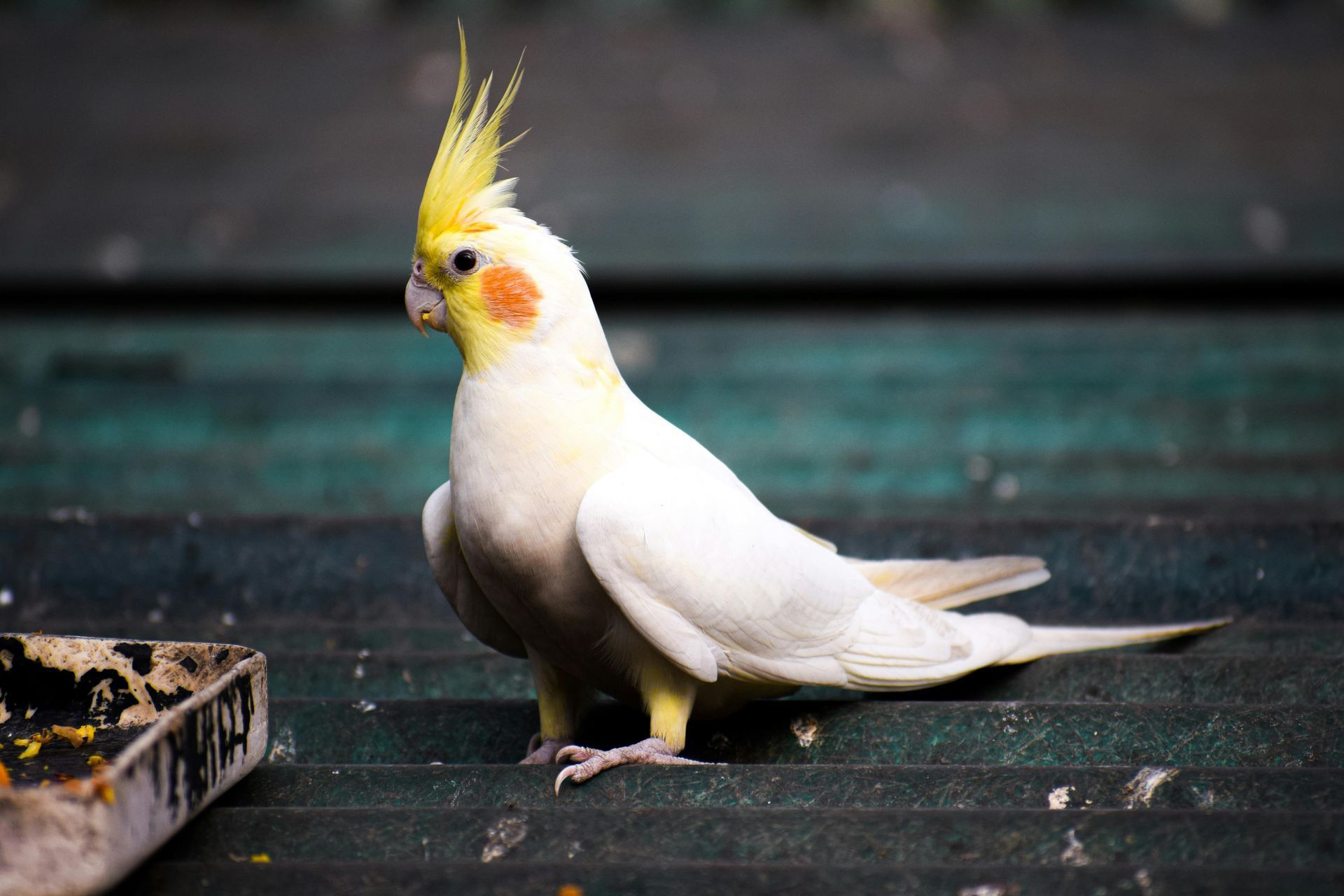 Cockateils bird in Nanded