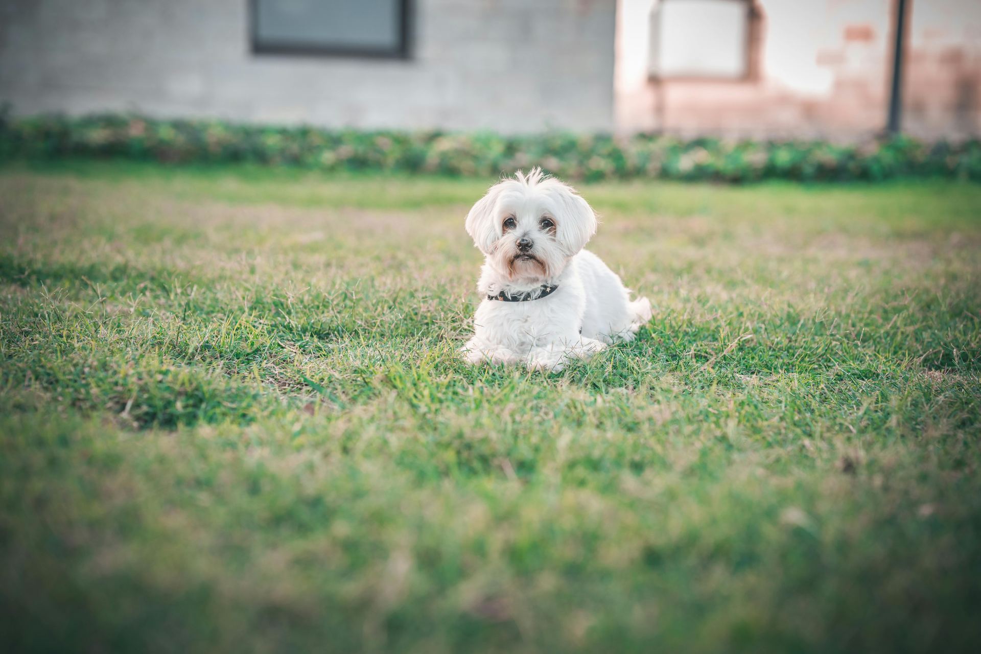 Maltese Puppy | White dog in Botad
