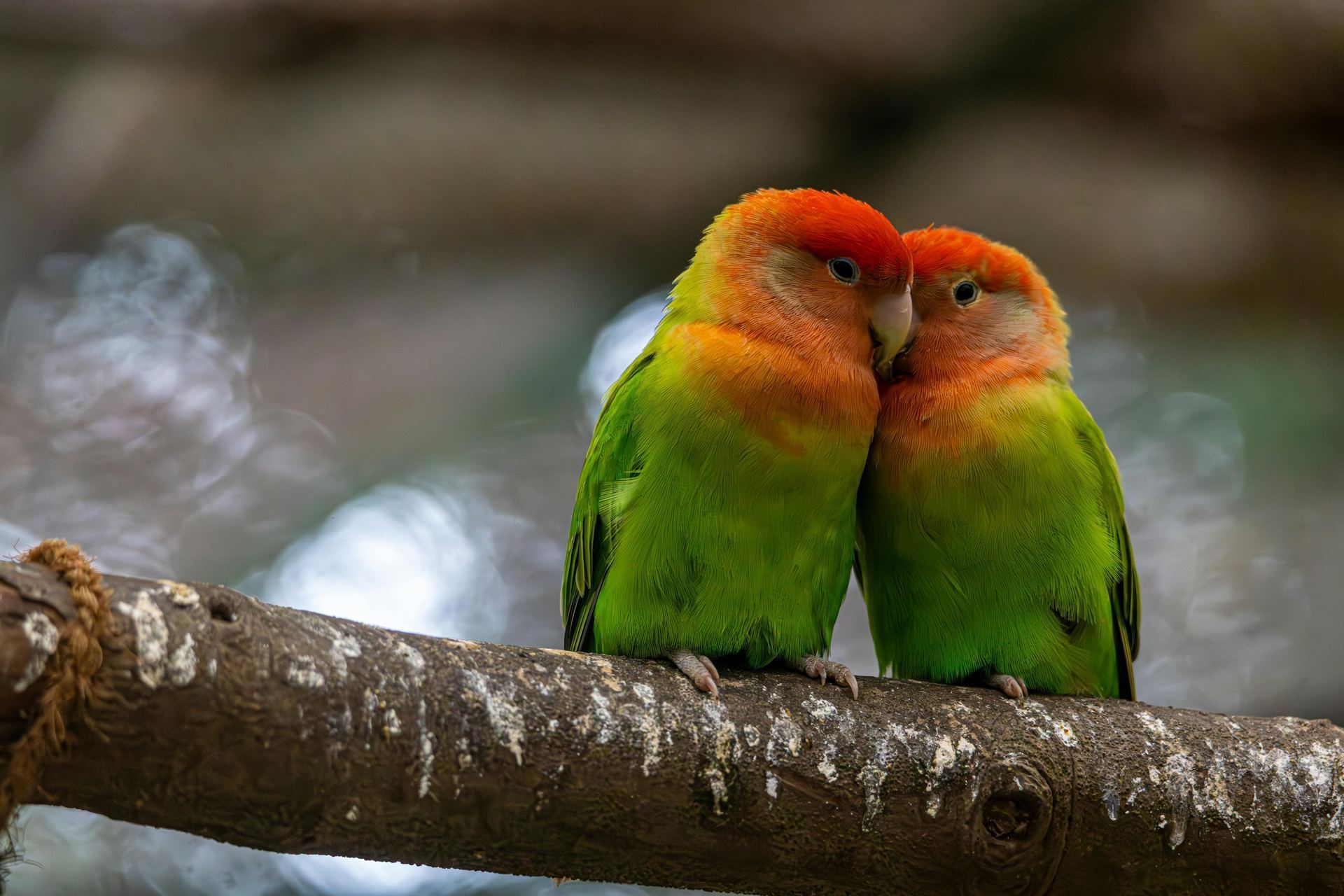 African Love Birds | Peach Face available in Tapi