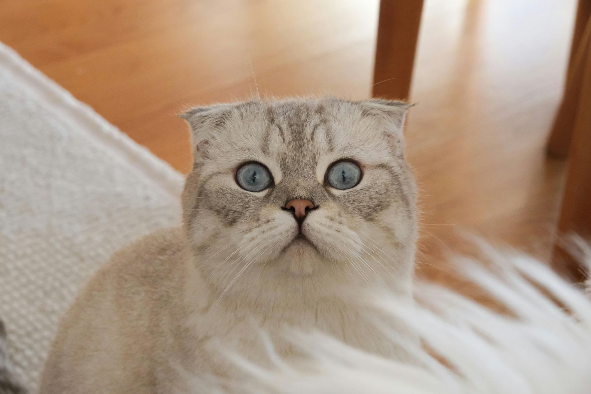 Scottish Fold | Chincila Variations kitten available in Tapi