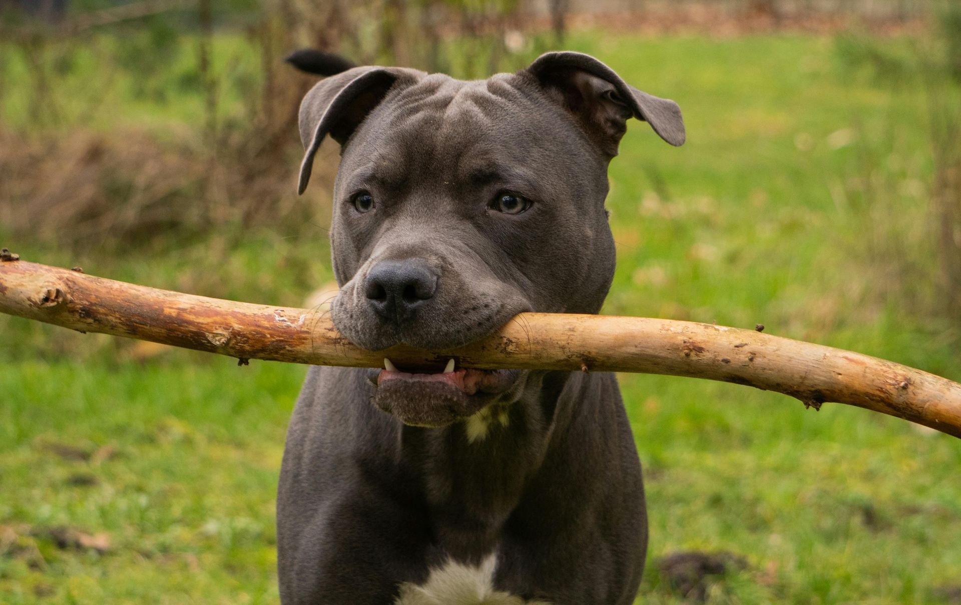 Cane Corso Puppy for sale in Datia